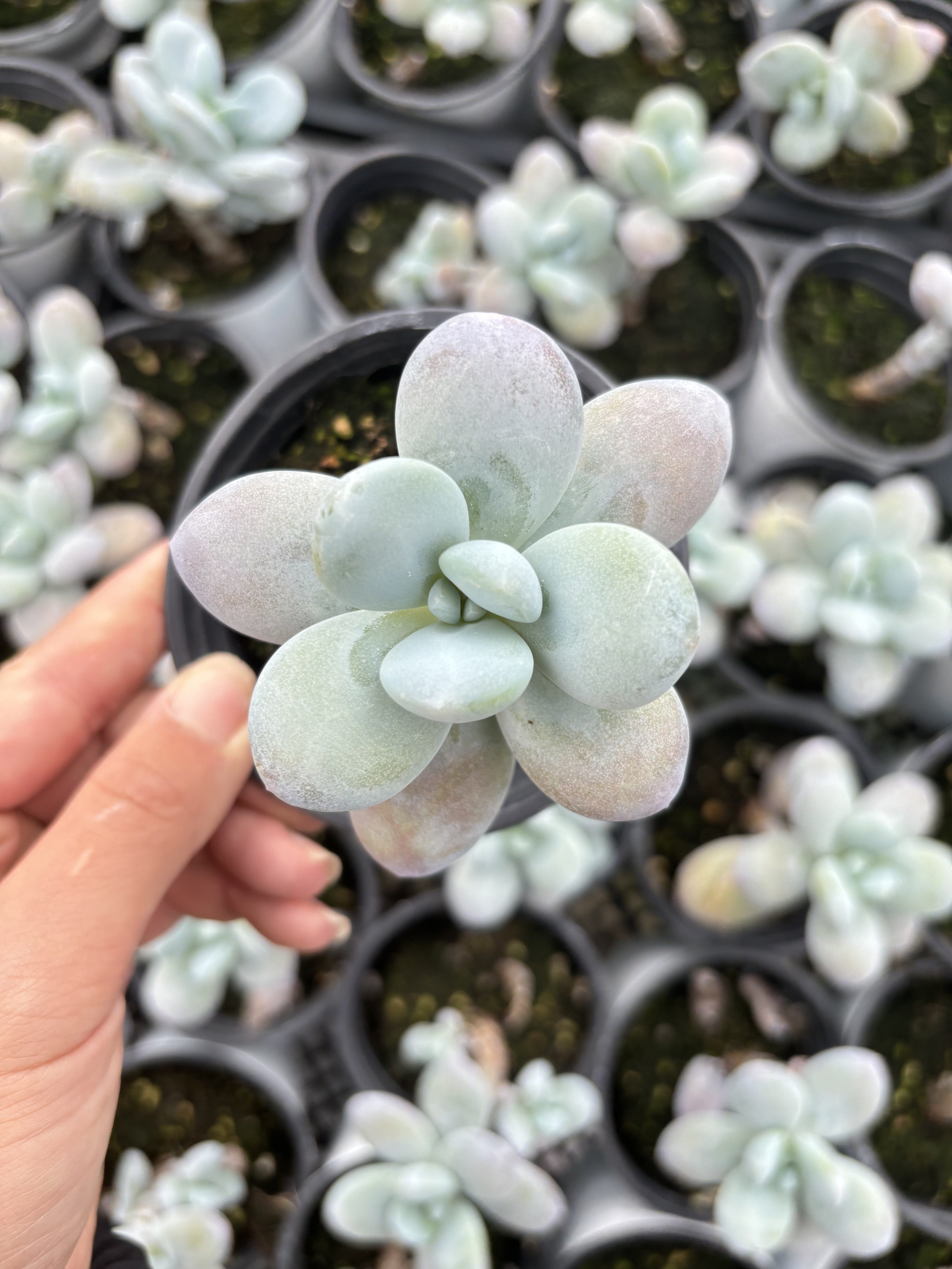 E040 スノービューティー エケベリア