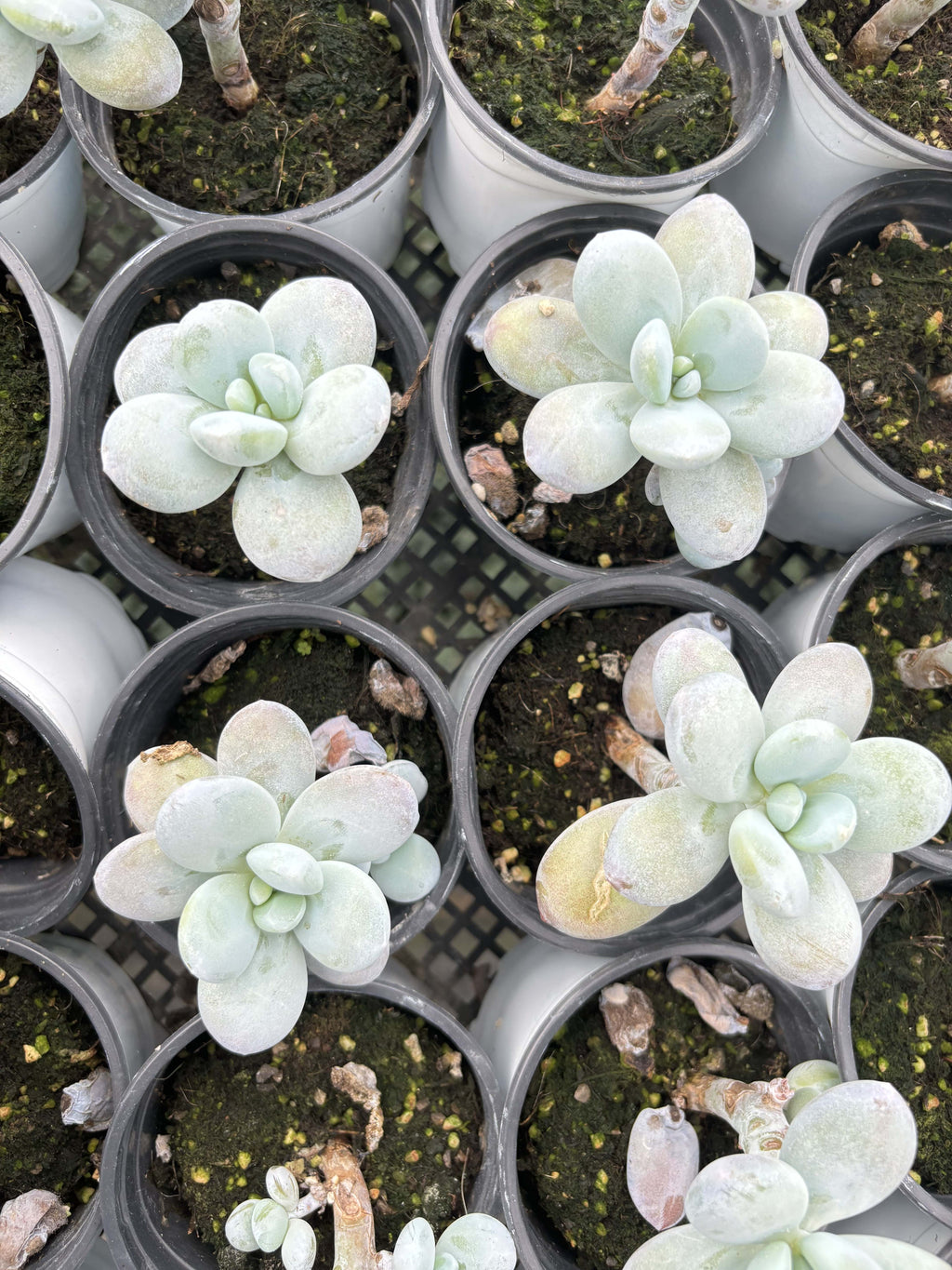 E040 スノービューティー エケベリア