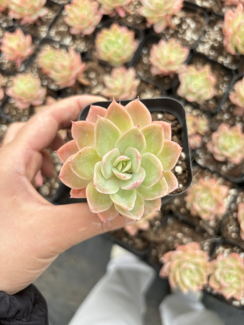 E041  ヴェール エケベリア