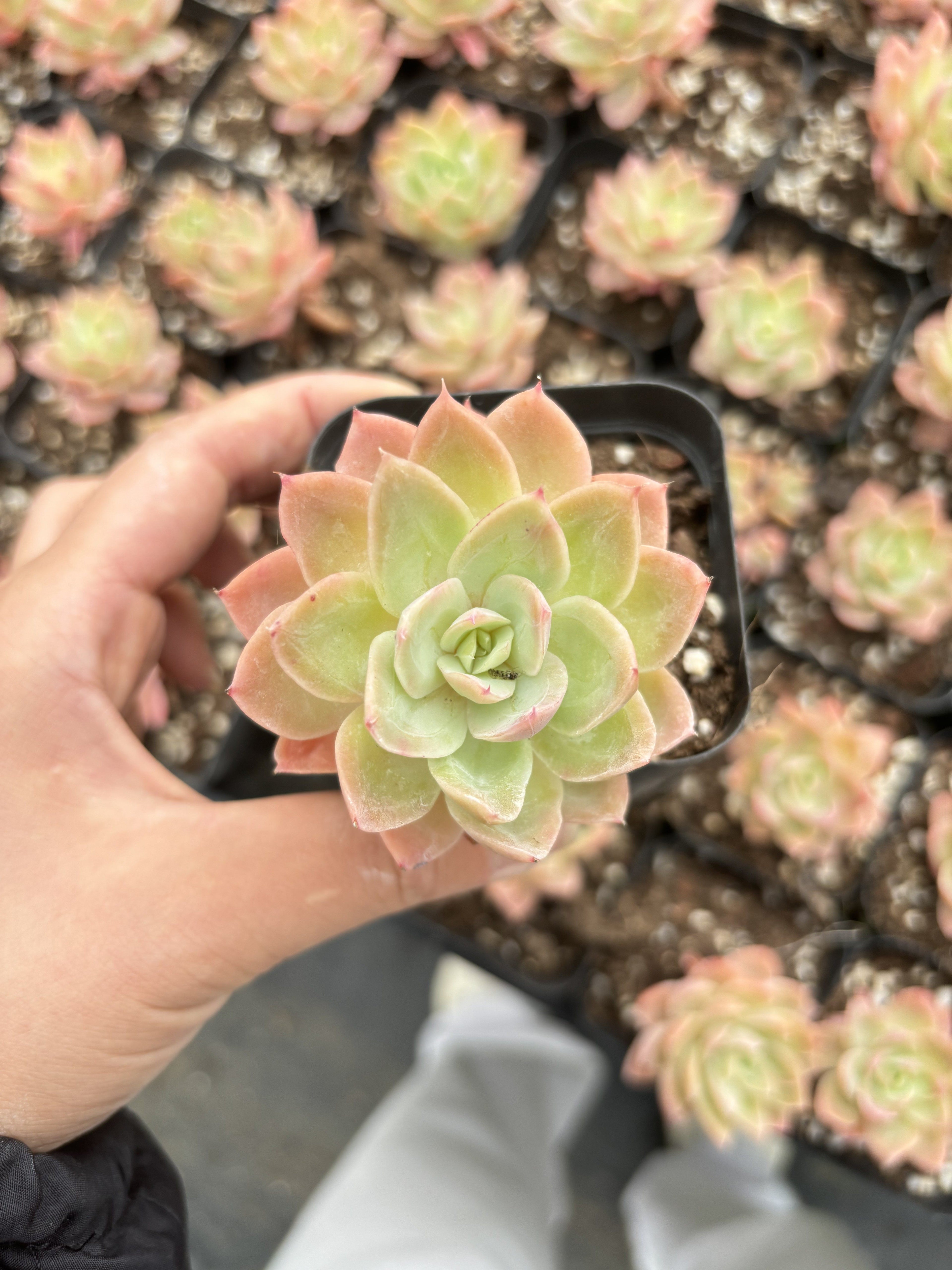 E041  ヴェール エケベリア