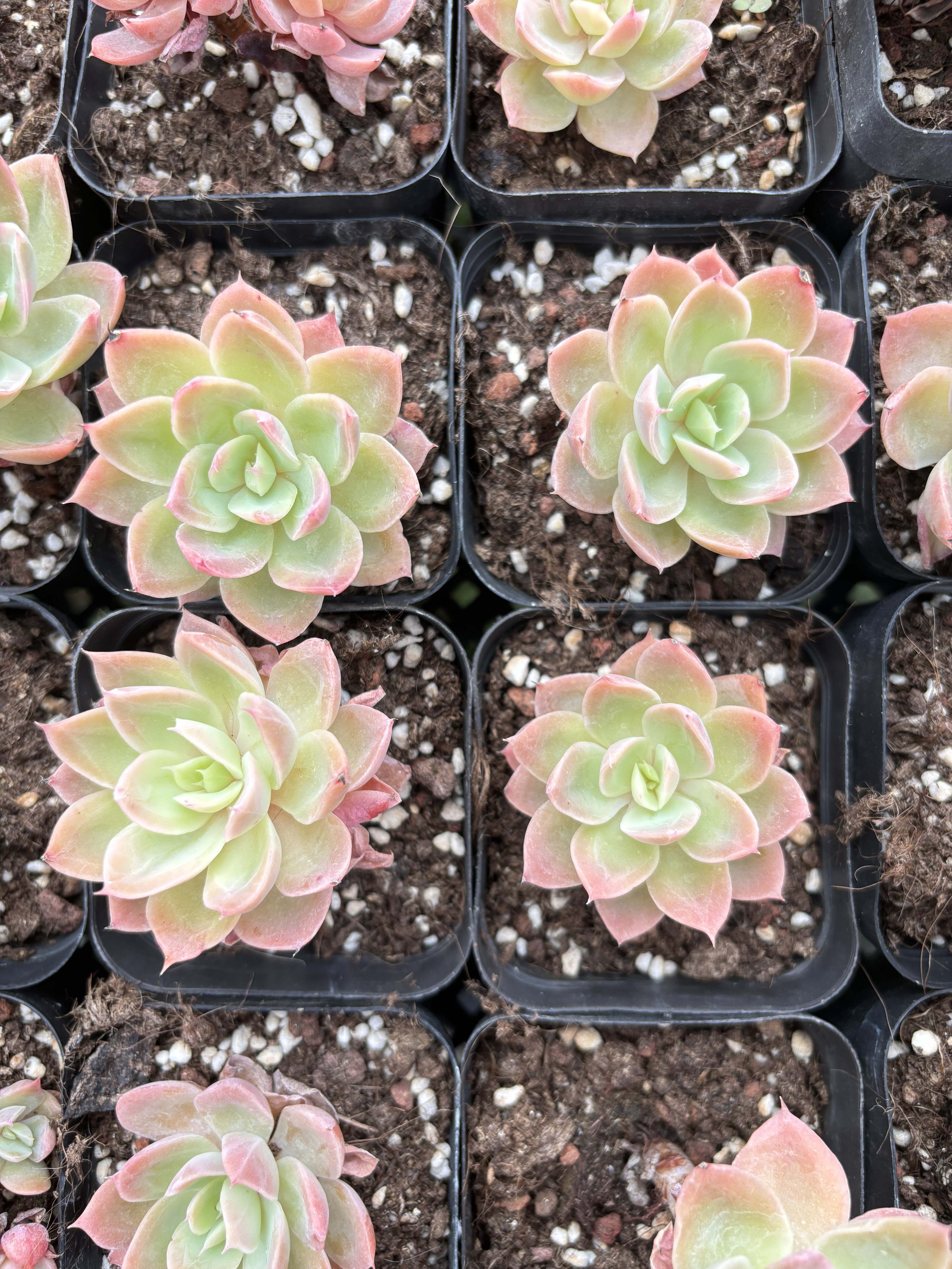 E041  ヴェール エケベリア