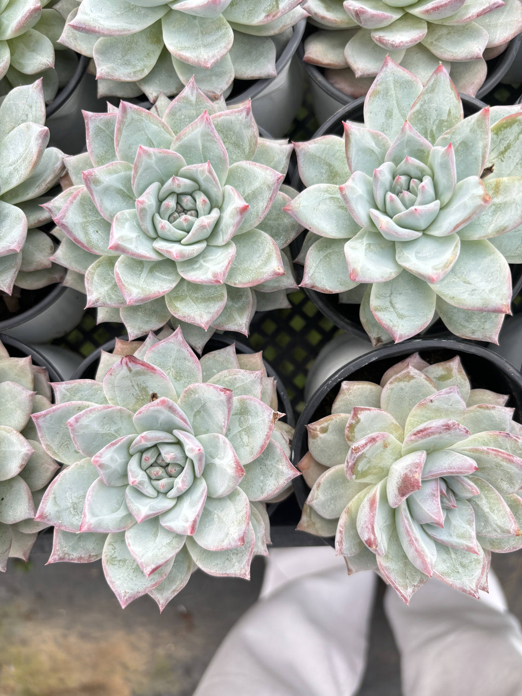 E042 ブルーバード  エケベリア