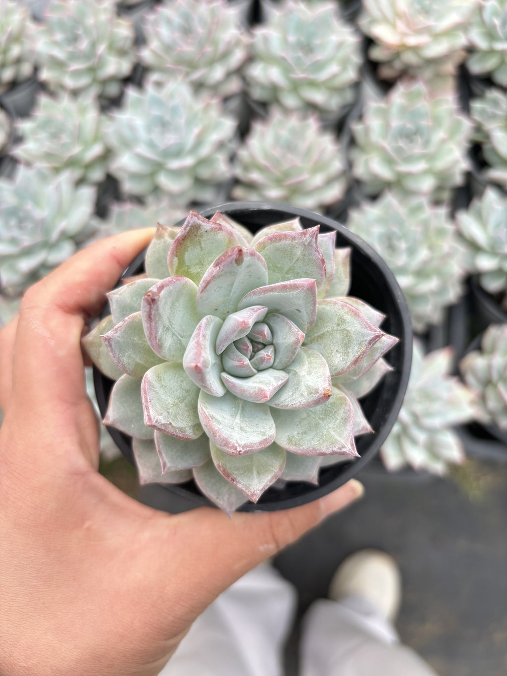 E042 ブルーバード  エケベリア