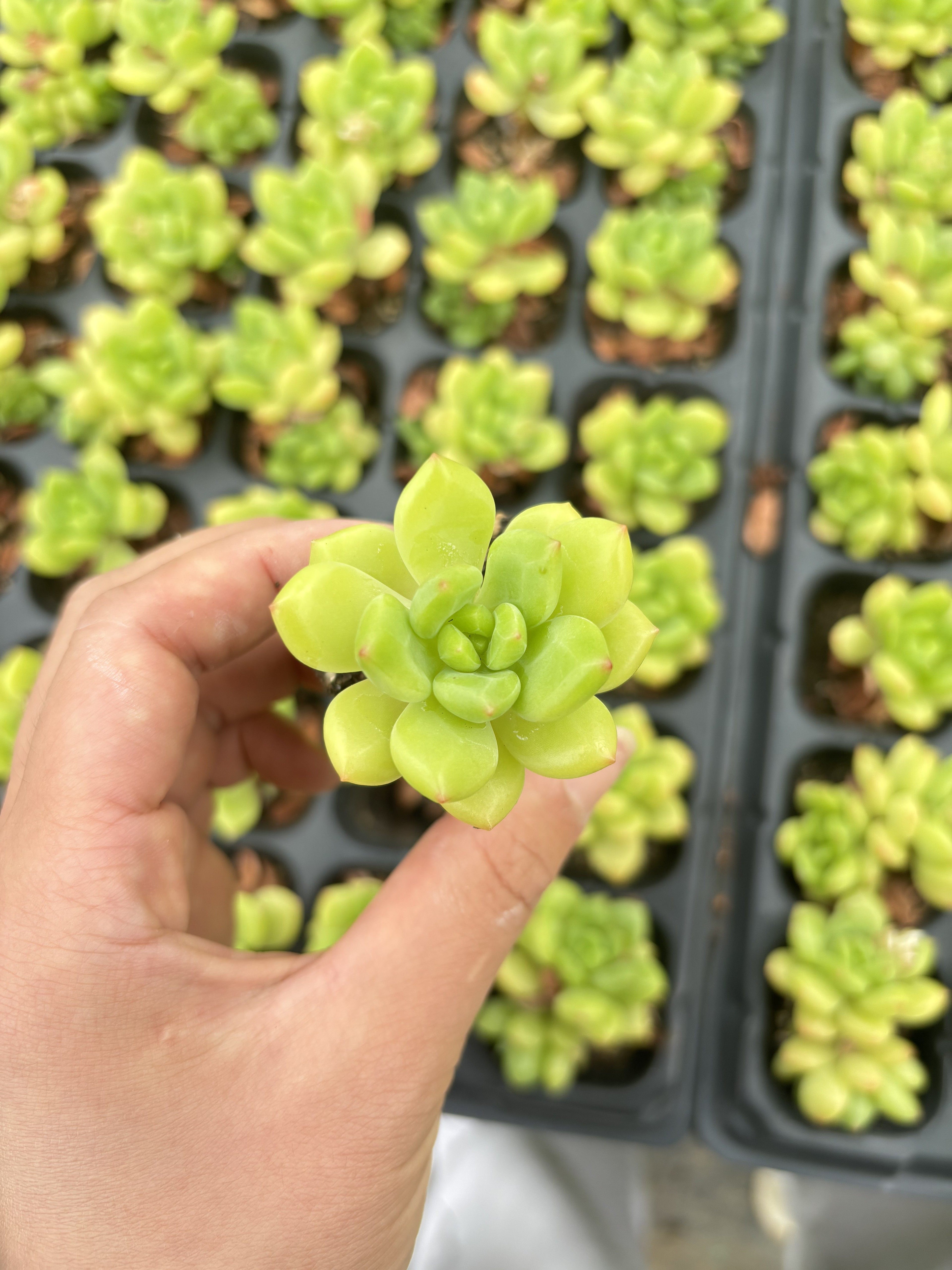 E043 ハルモエ  エケベリア