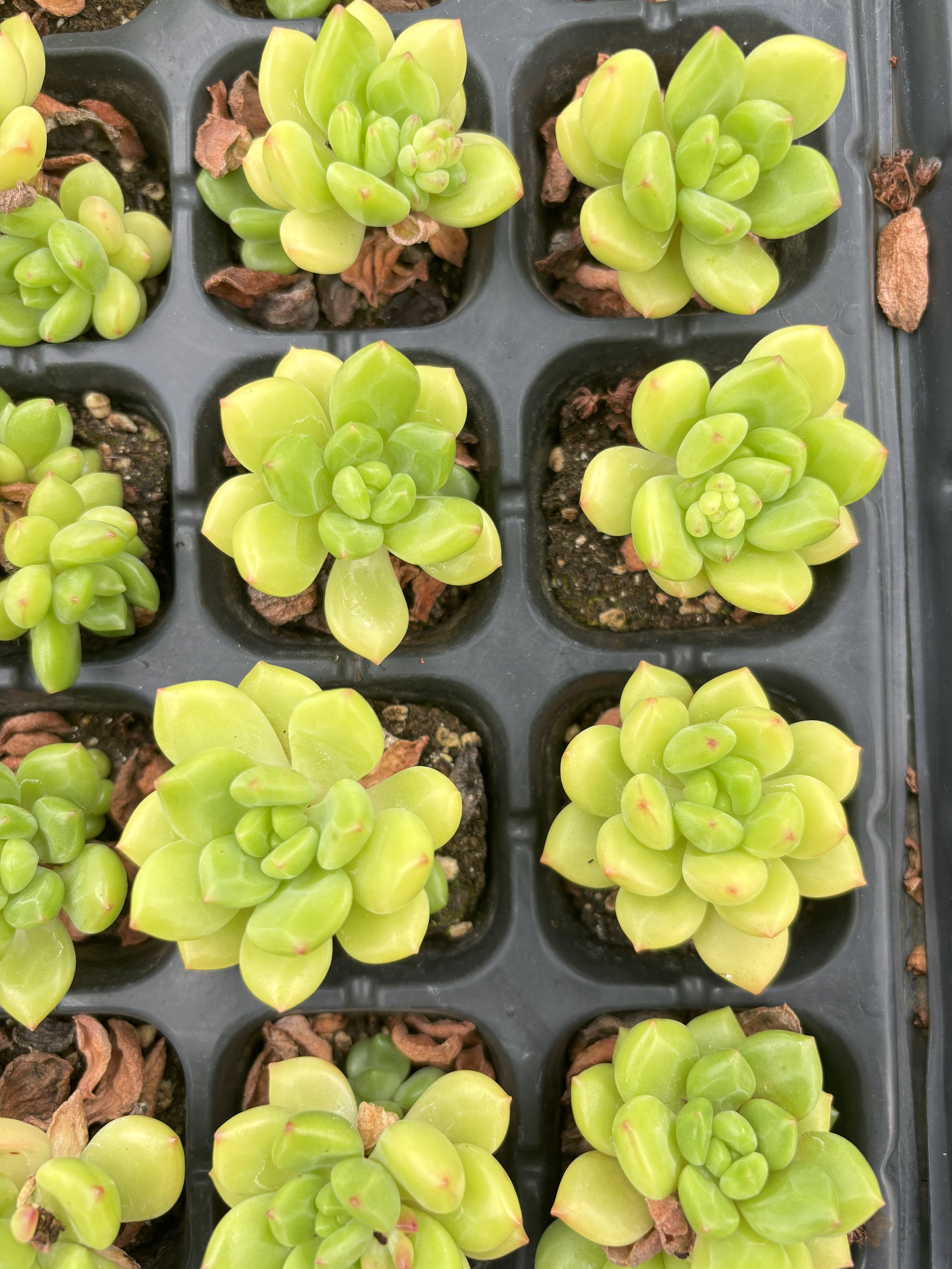 E043 ハルモエ  エケベリア