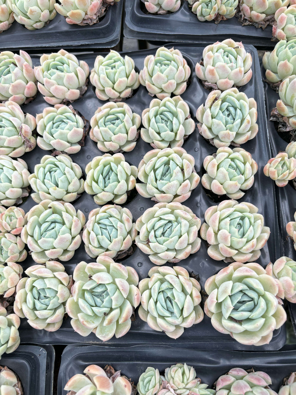 E046 ベリー  エケベリア