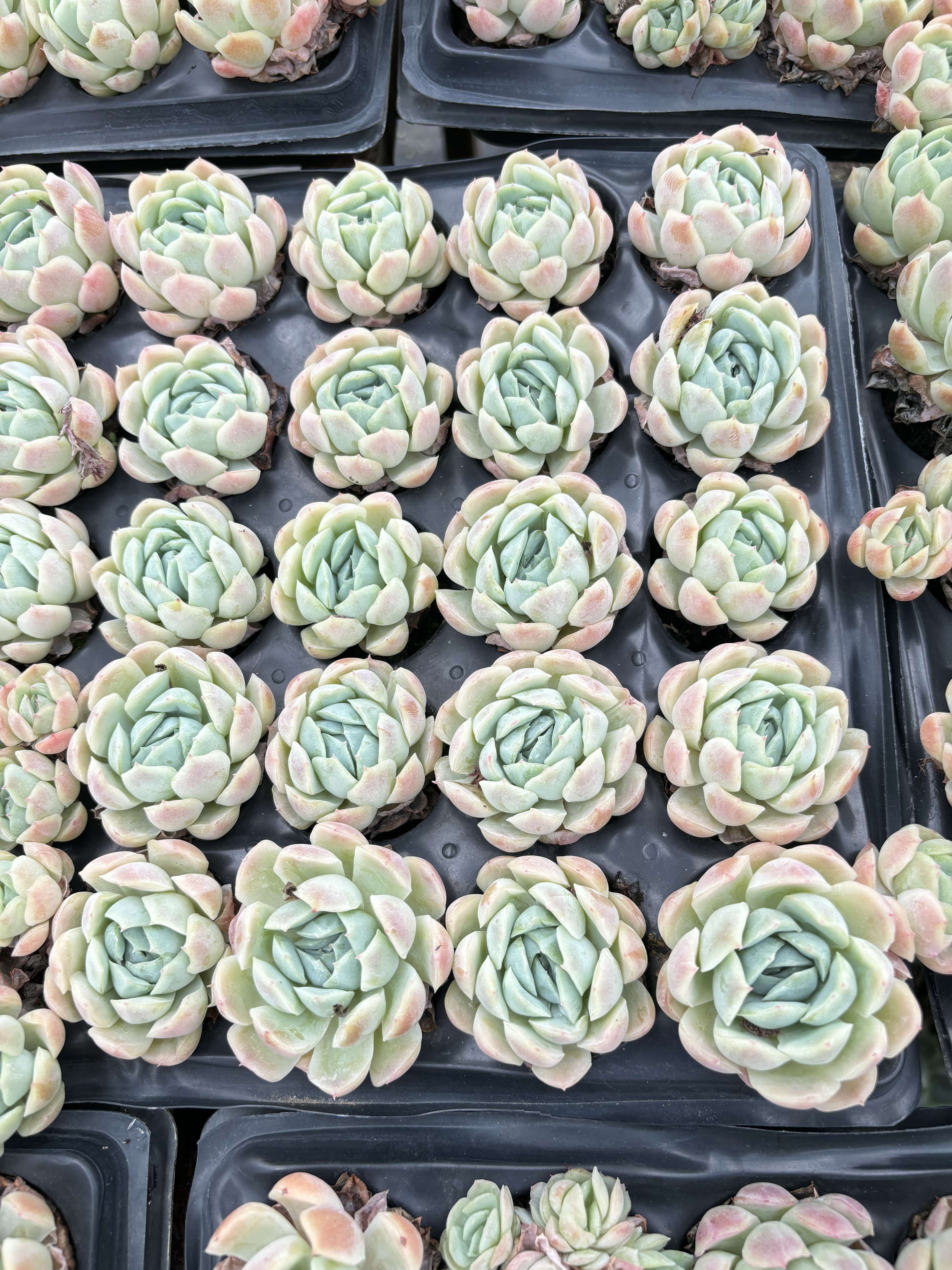 E046 ベリー  エケベリア