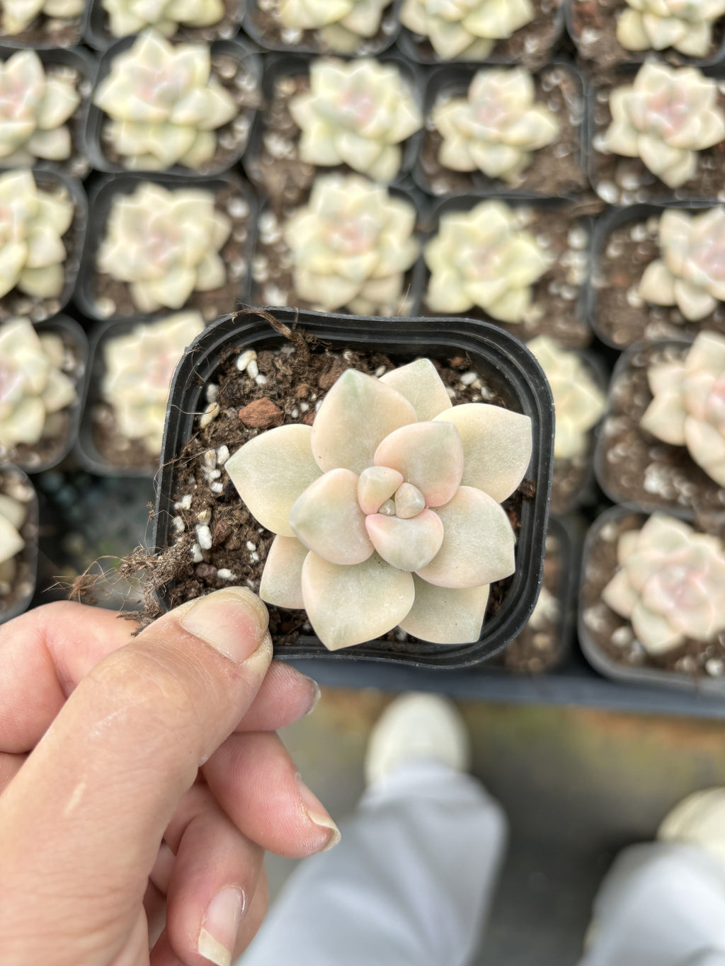 E047 ティツバンス  エケベリア