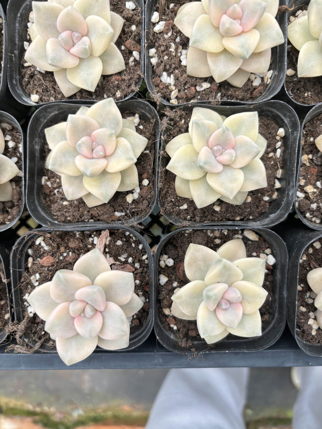 E047 ティツバンス  エケベリア