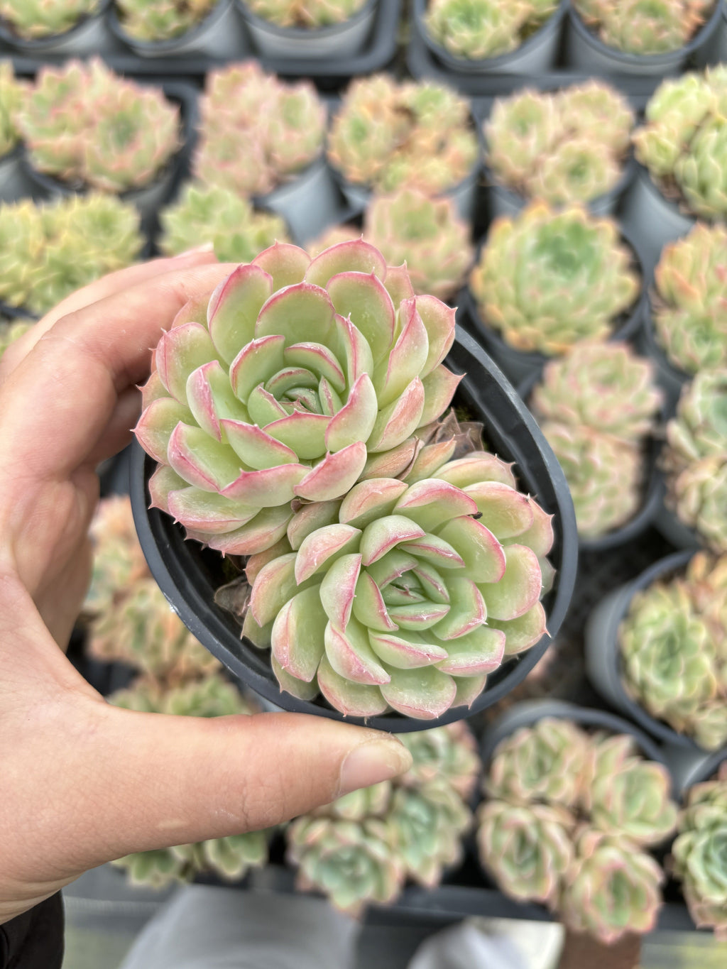 E048 ストロベリーアイス エケベリア