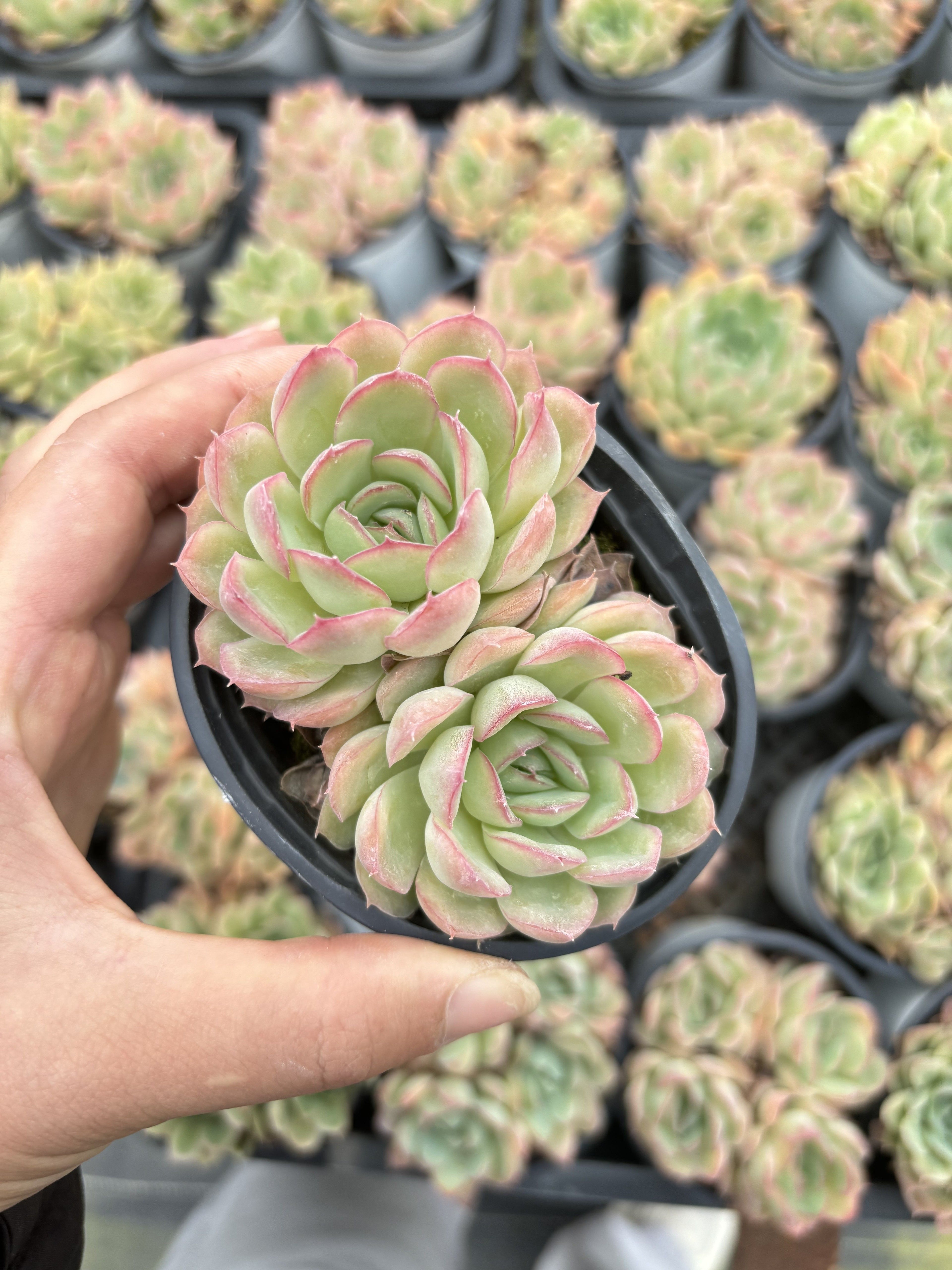 E048 ストロベリーアイス エケベリア