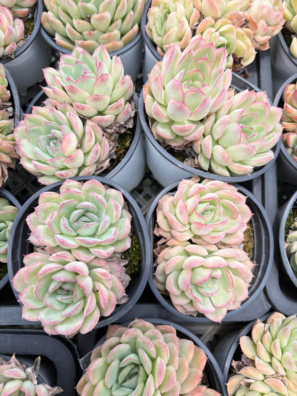 E048 ストロベリーアイス エケベリア