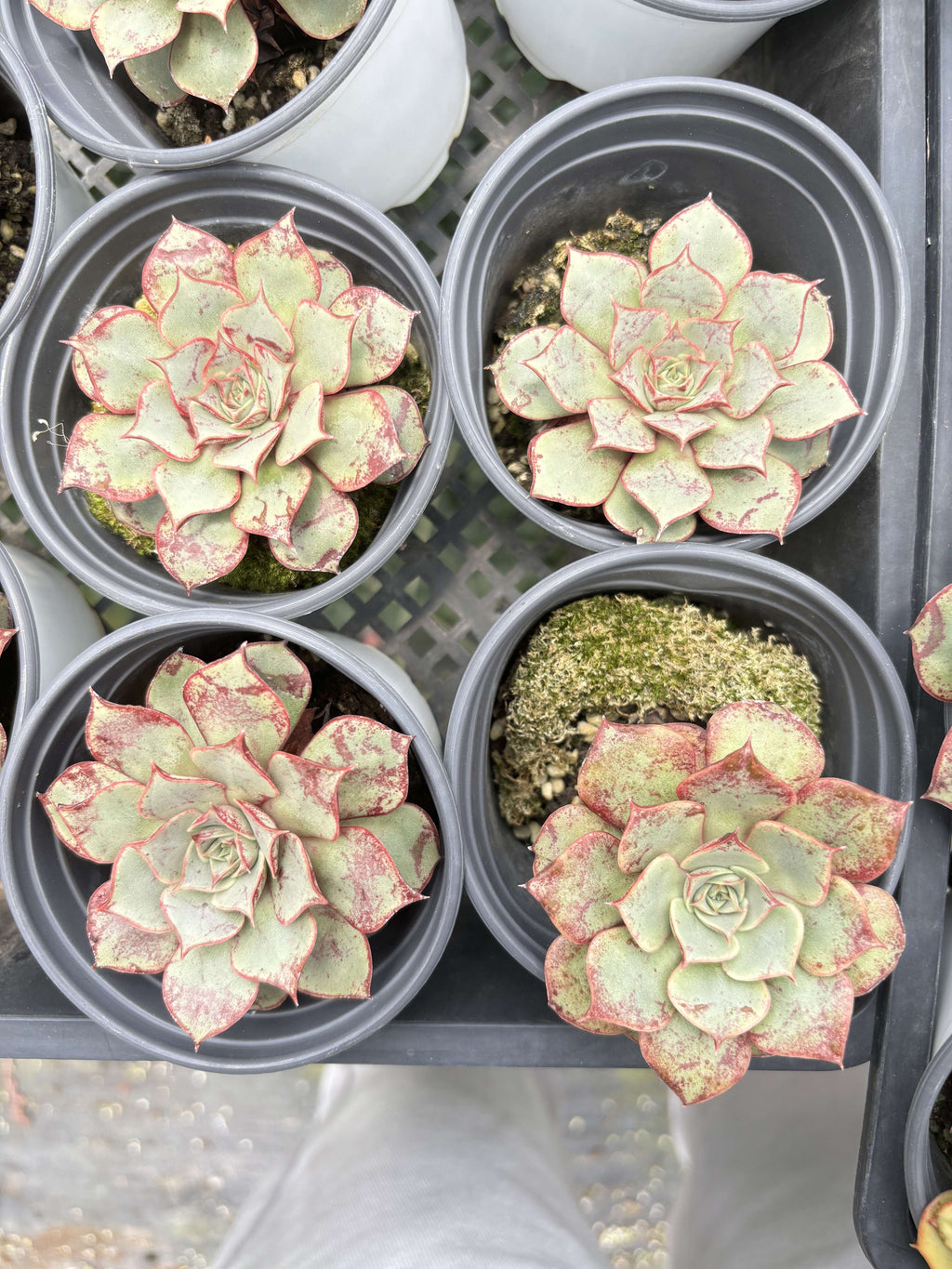 E050 ロンギシマ エケベリア