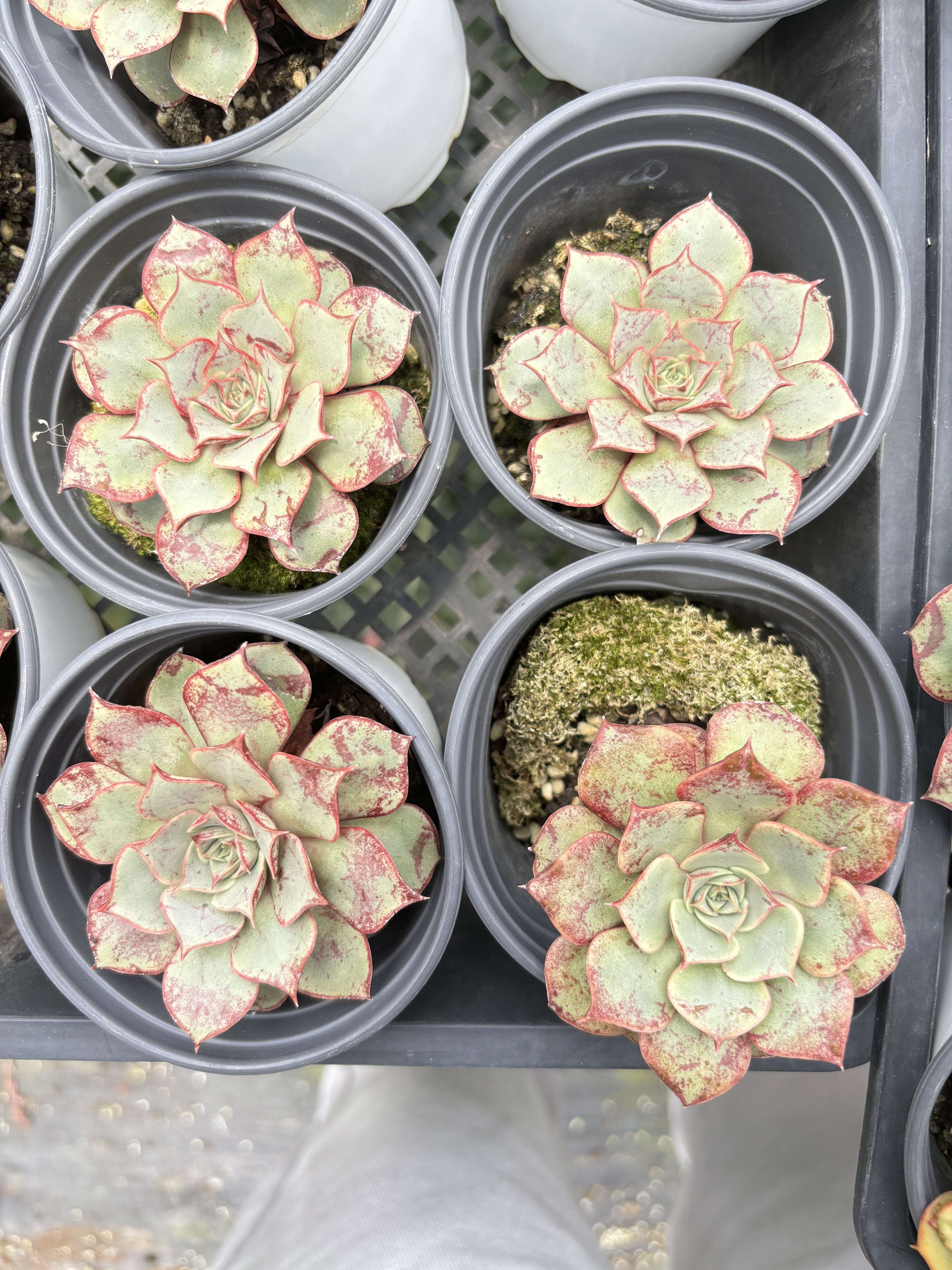 E050 ロンギシマ エケベリア