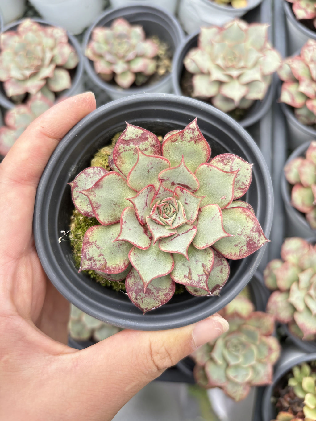 E050 ロンギシマ エケベリア