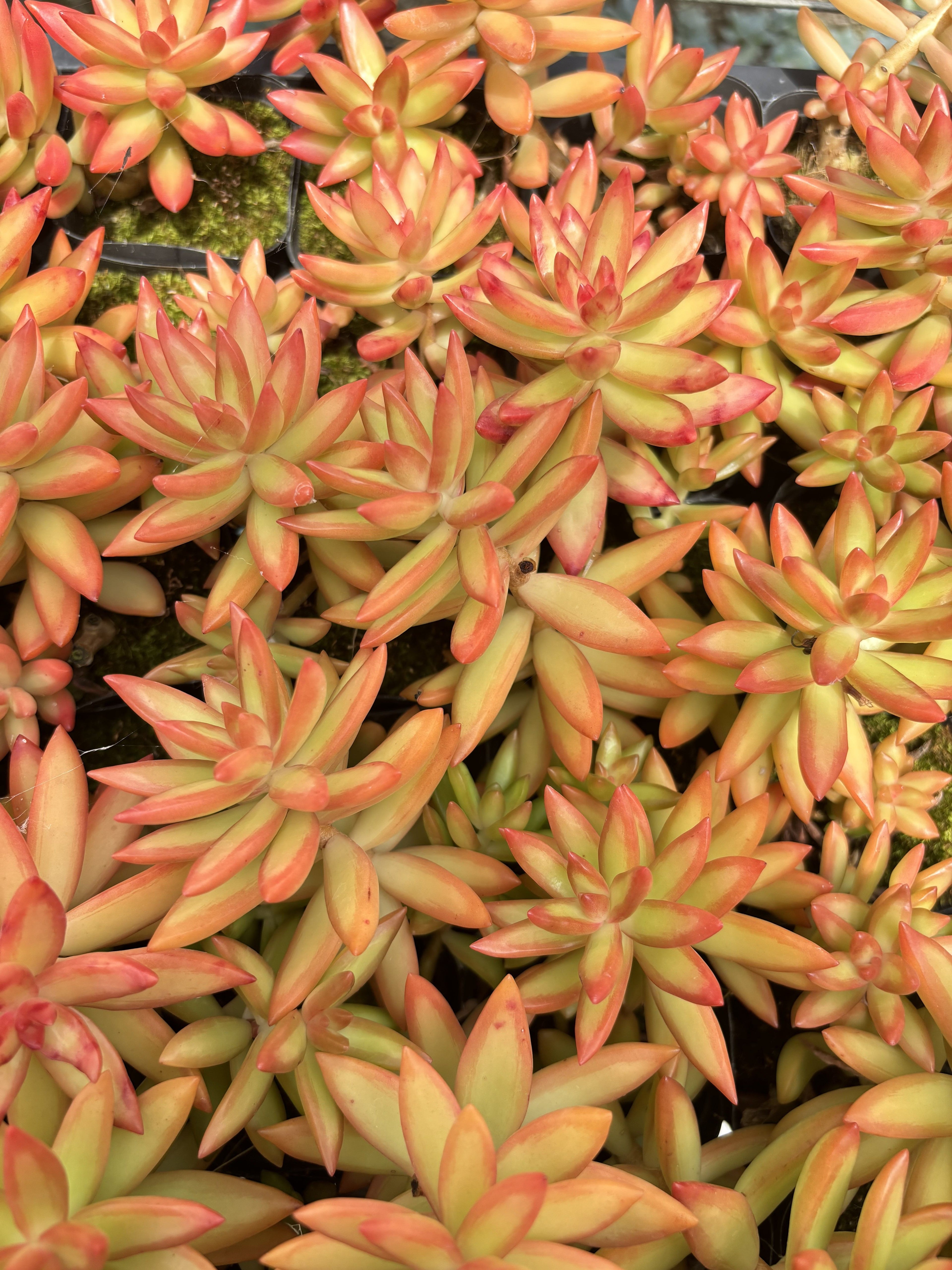 E051 レッドデイ エケベリア