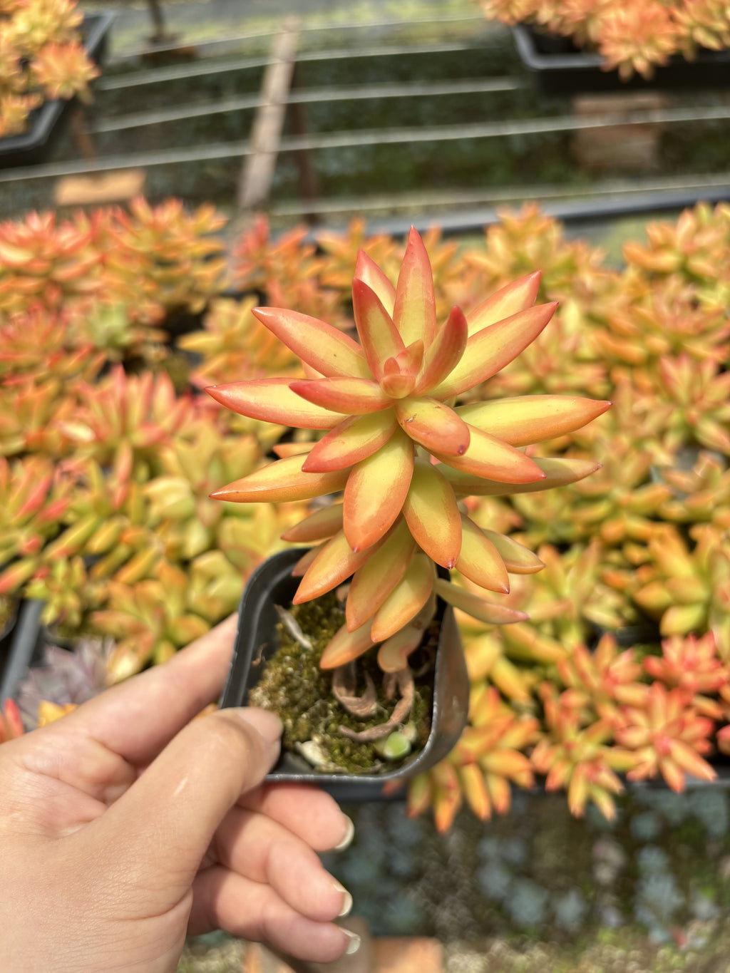 E051 レッドデイ エケベリア