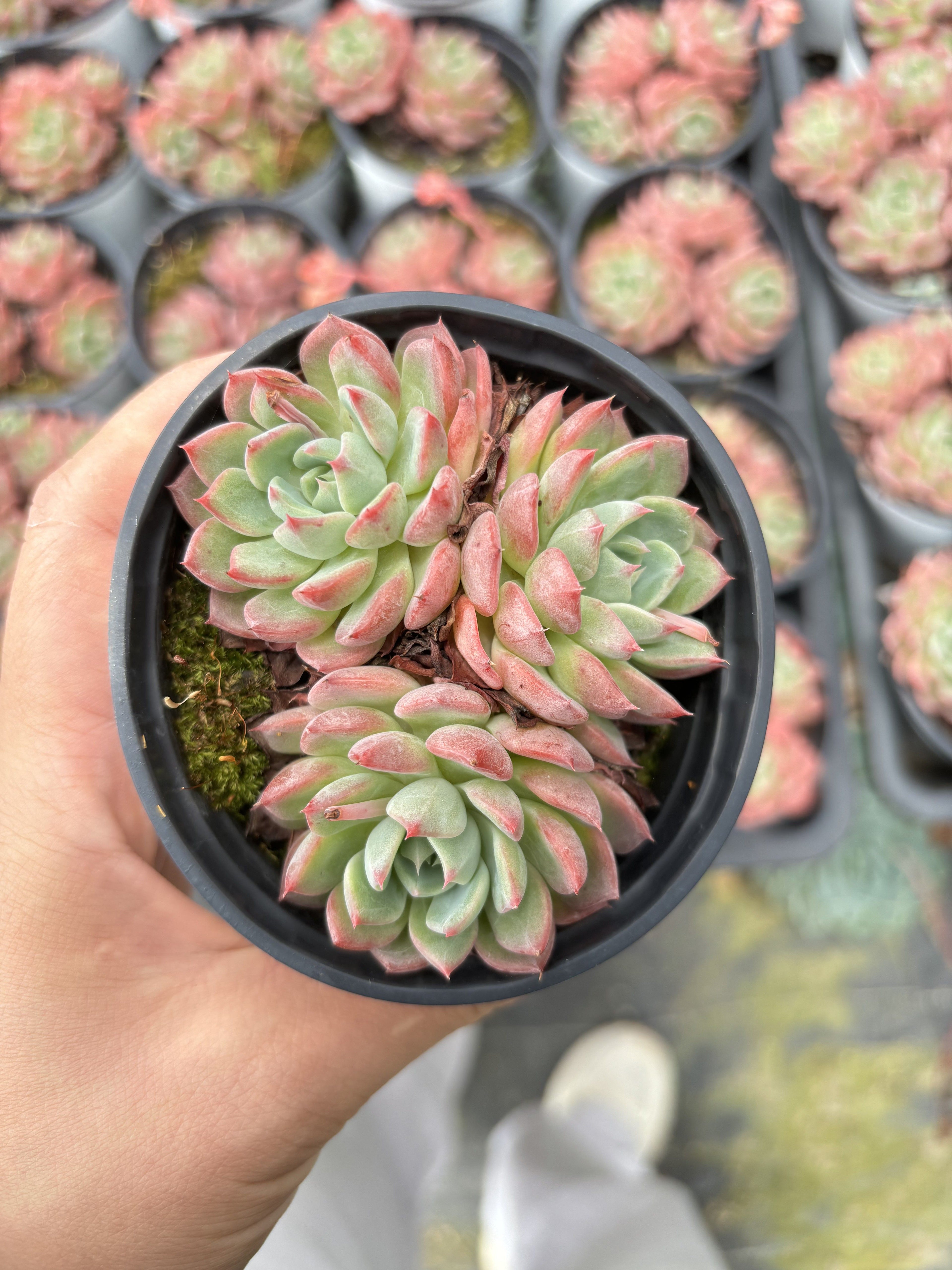 E053 ナナミニフック エケベリア