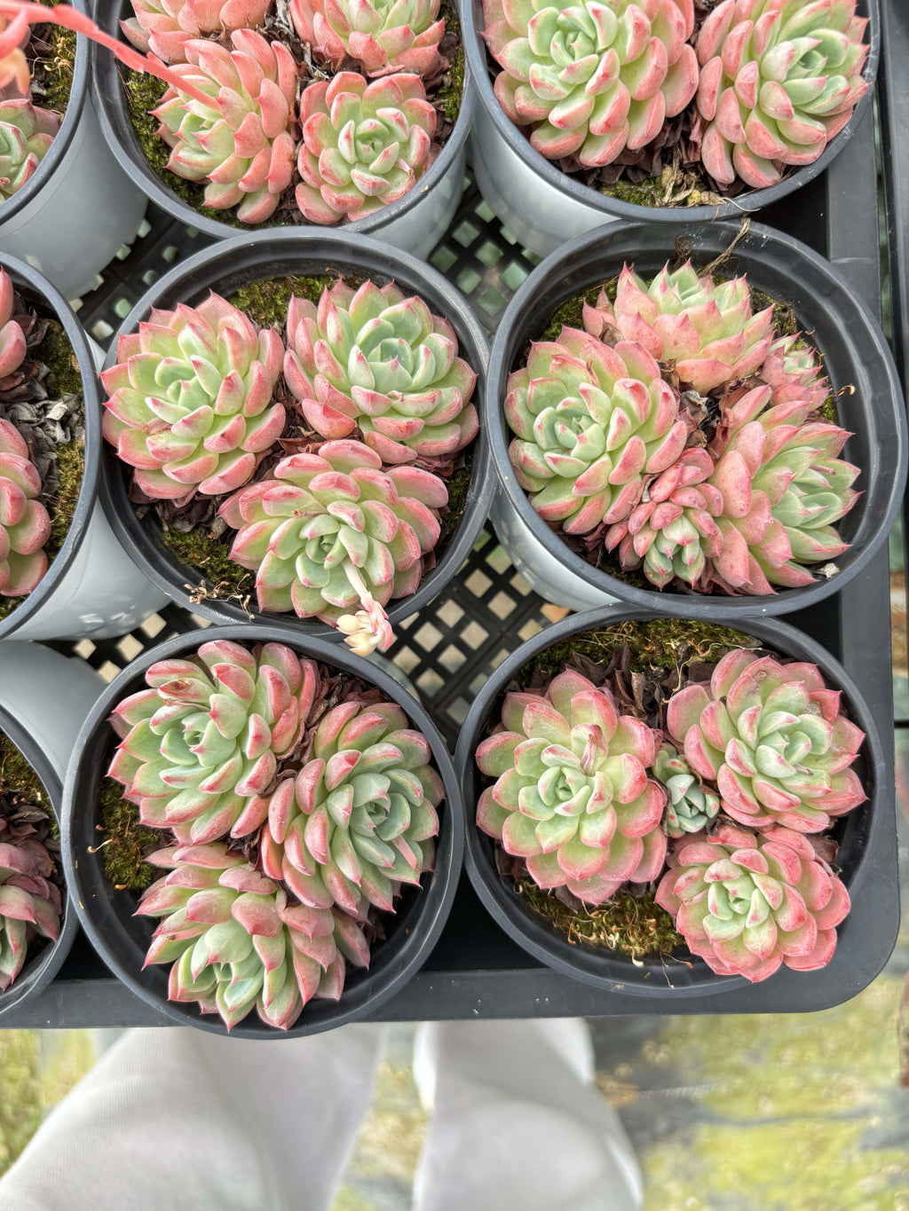 E053 ナナミニフック エケベリア