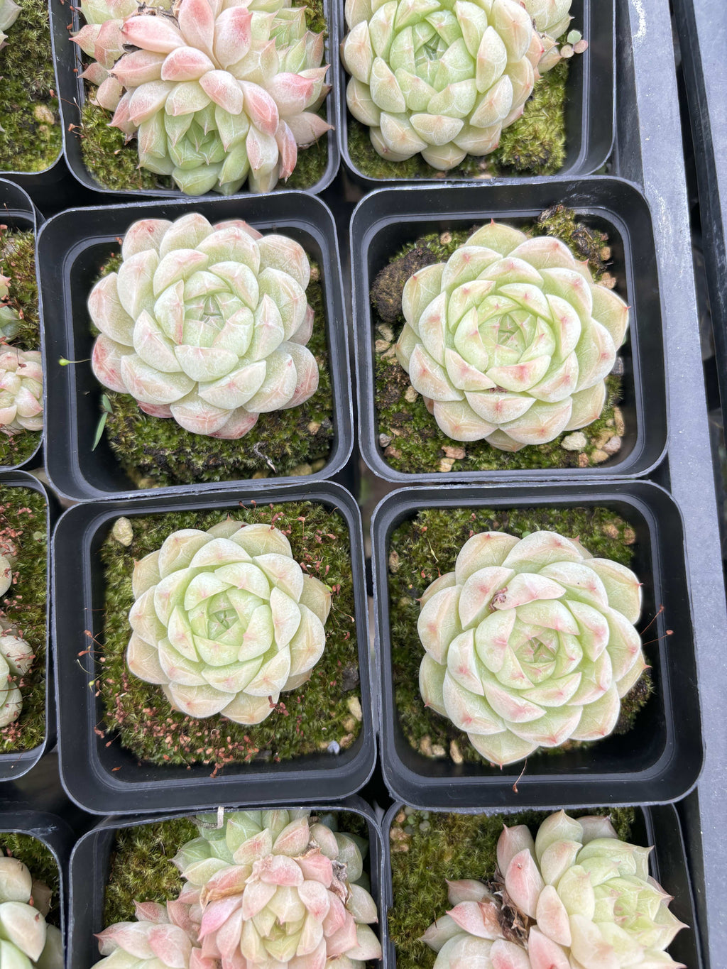 E055 琥珀 エケベリア