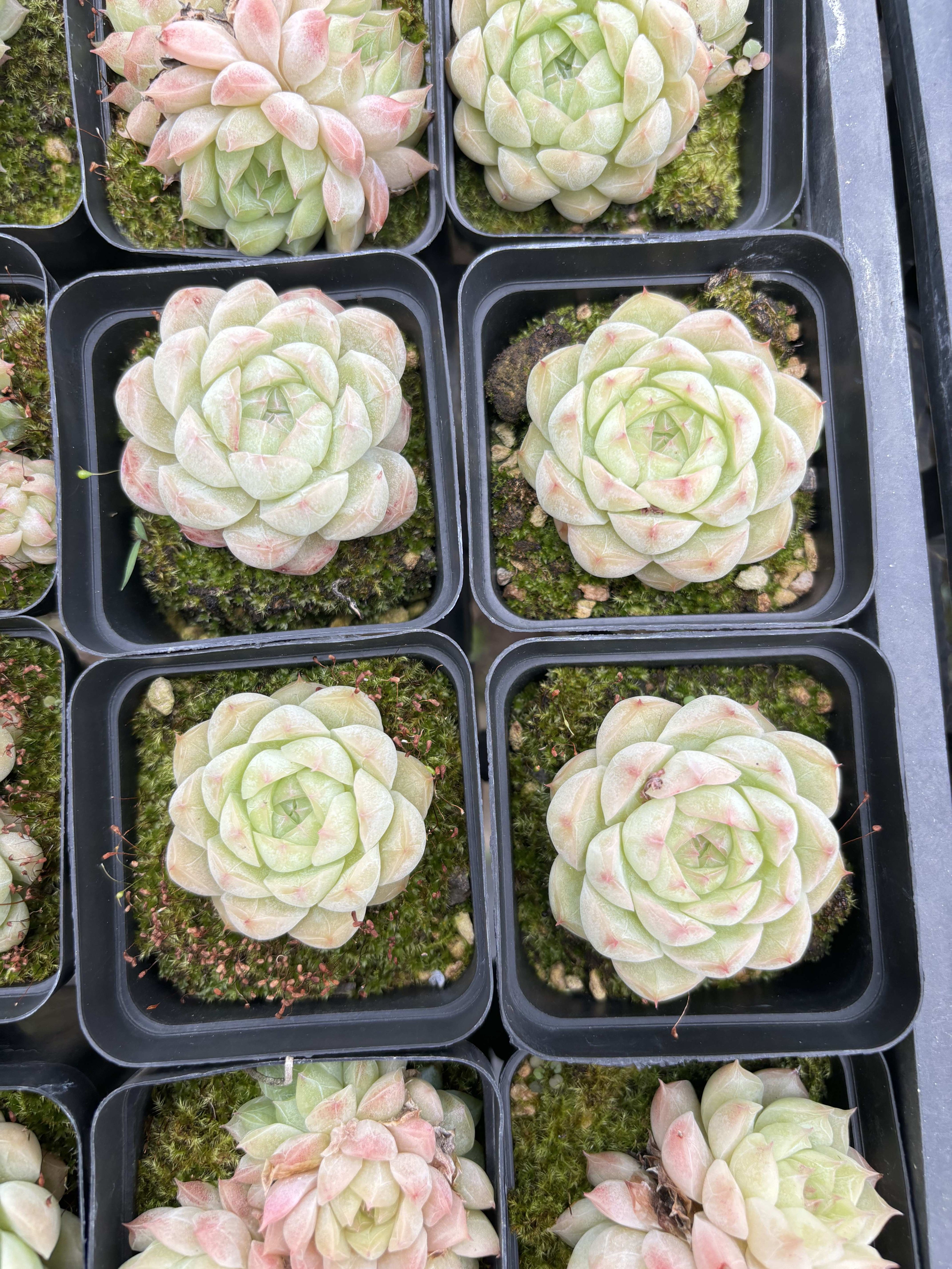 E055 琥珀 エケベリア