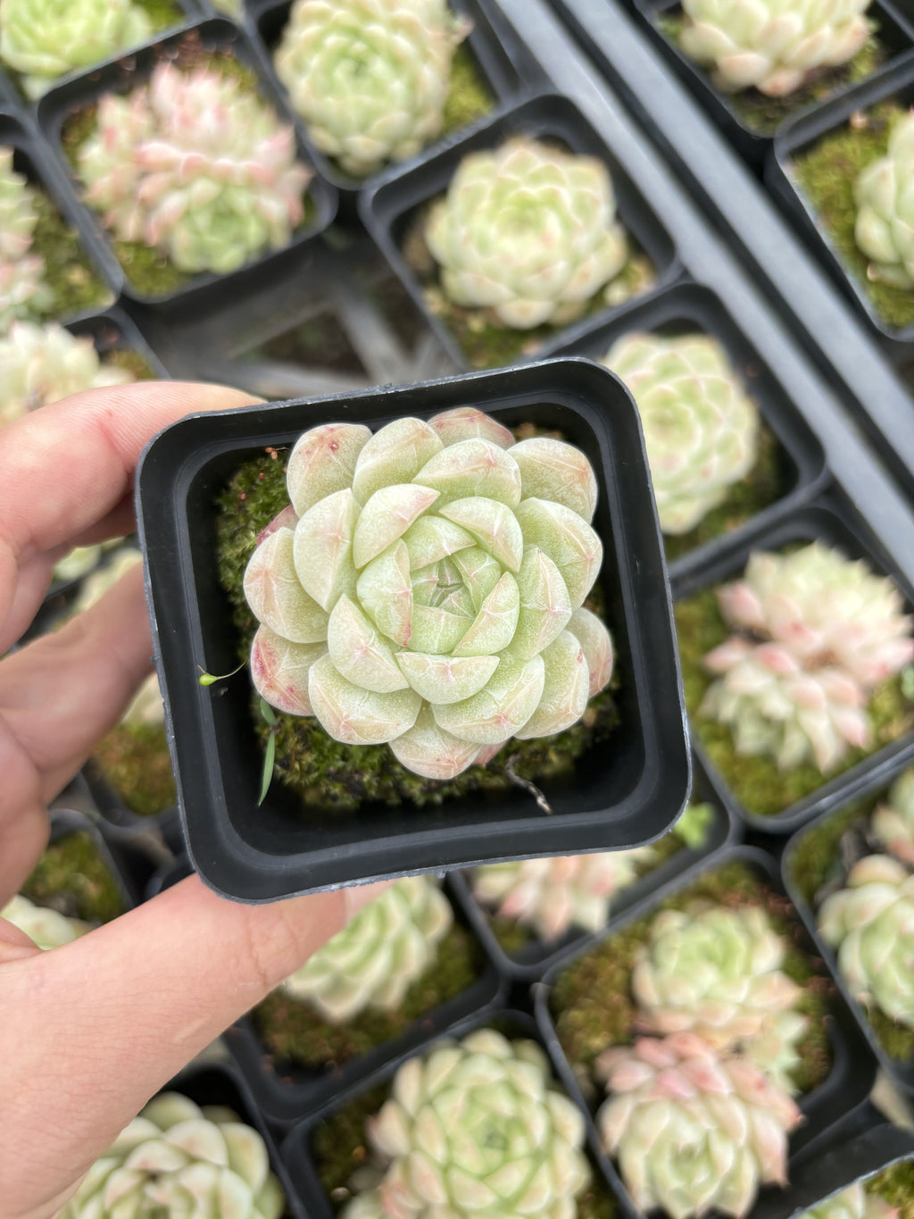 E055 琥珀 エケベリア