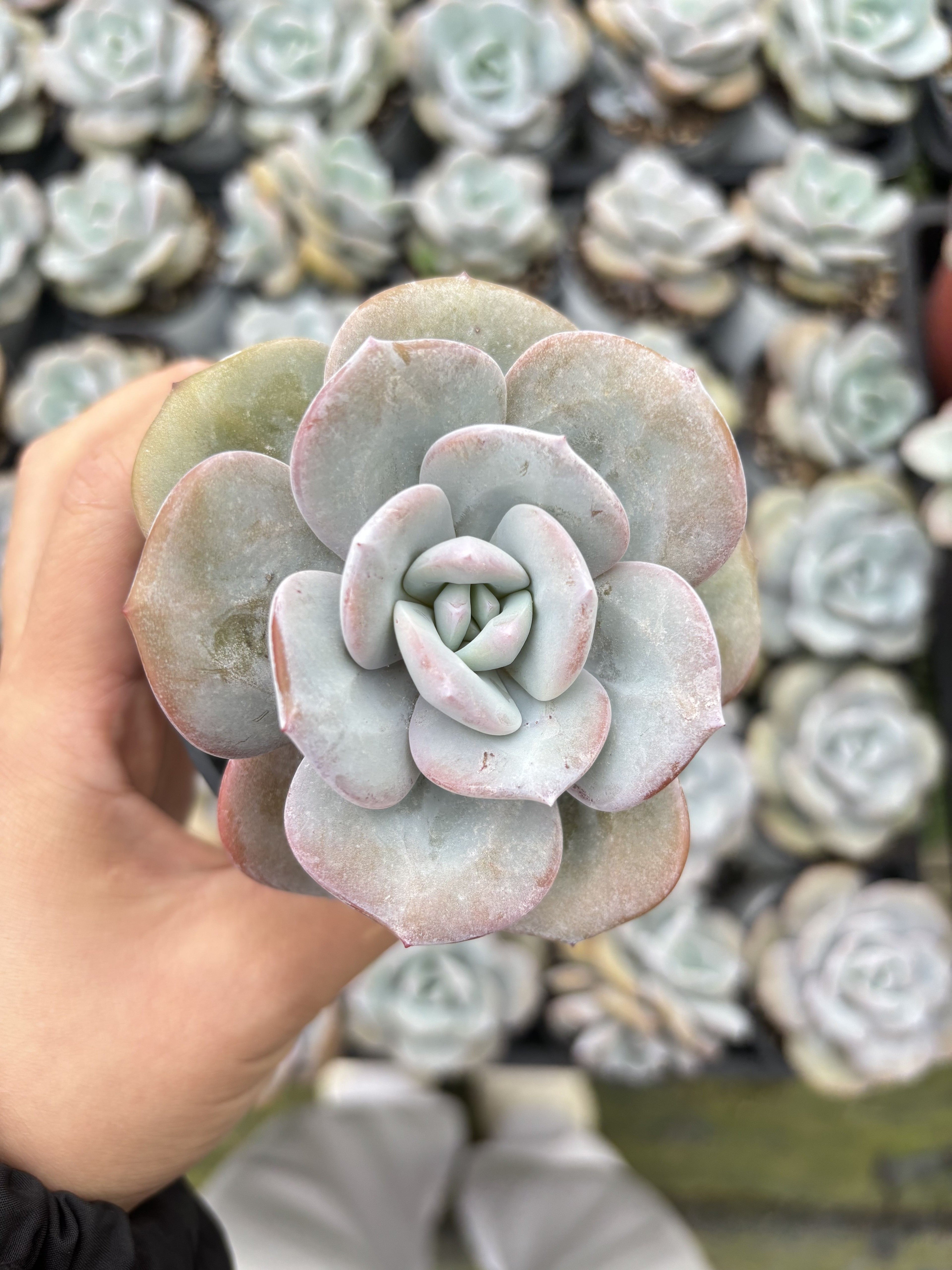 E058 ミルクティーエケベリア