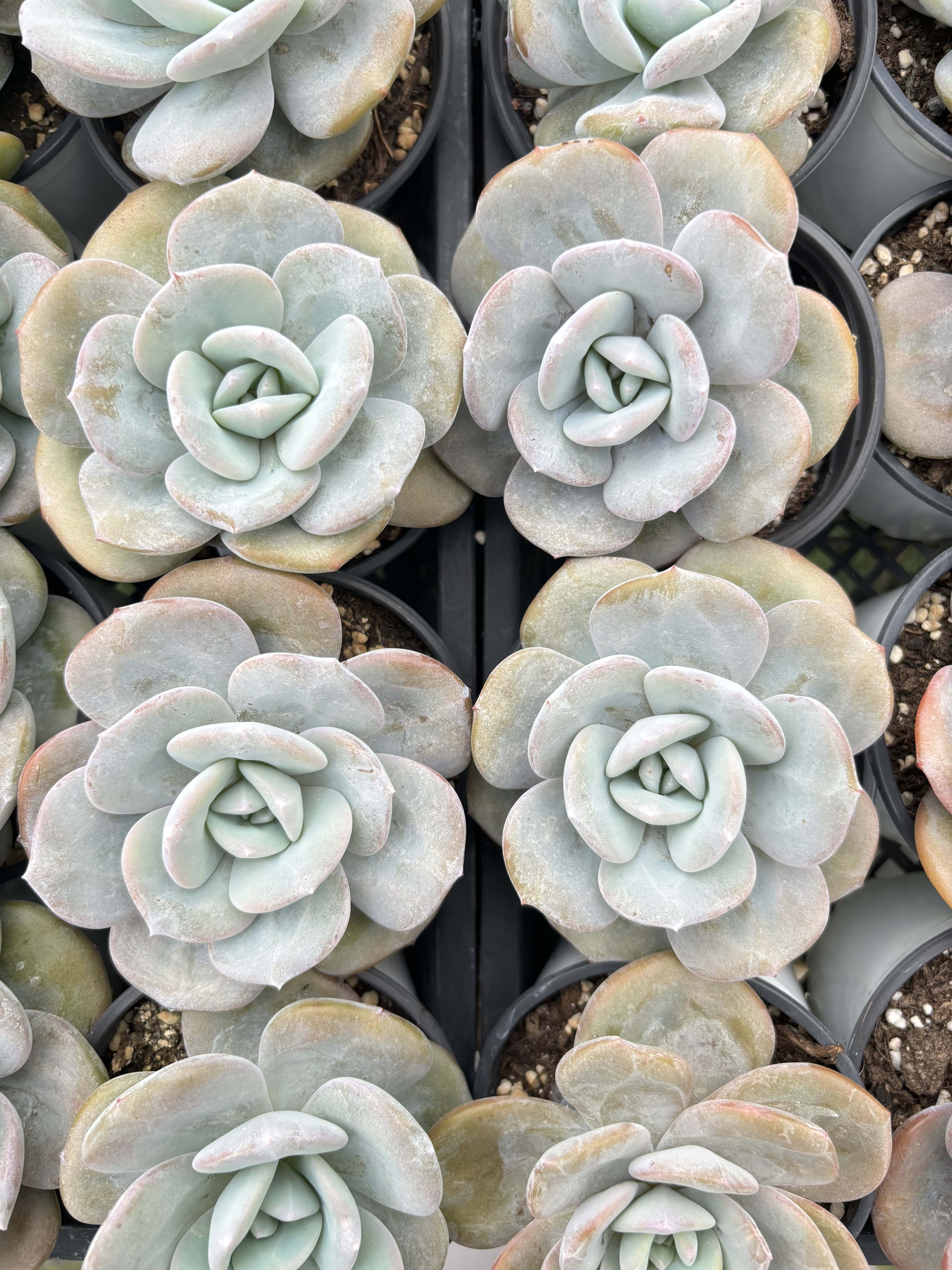 E058 ミルクティーエケベリア