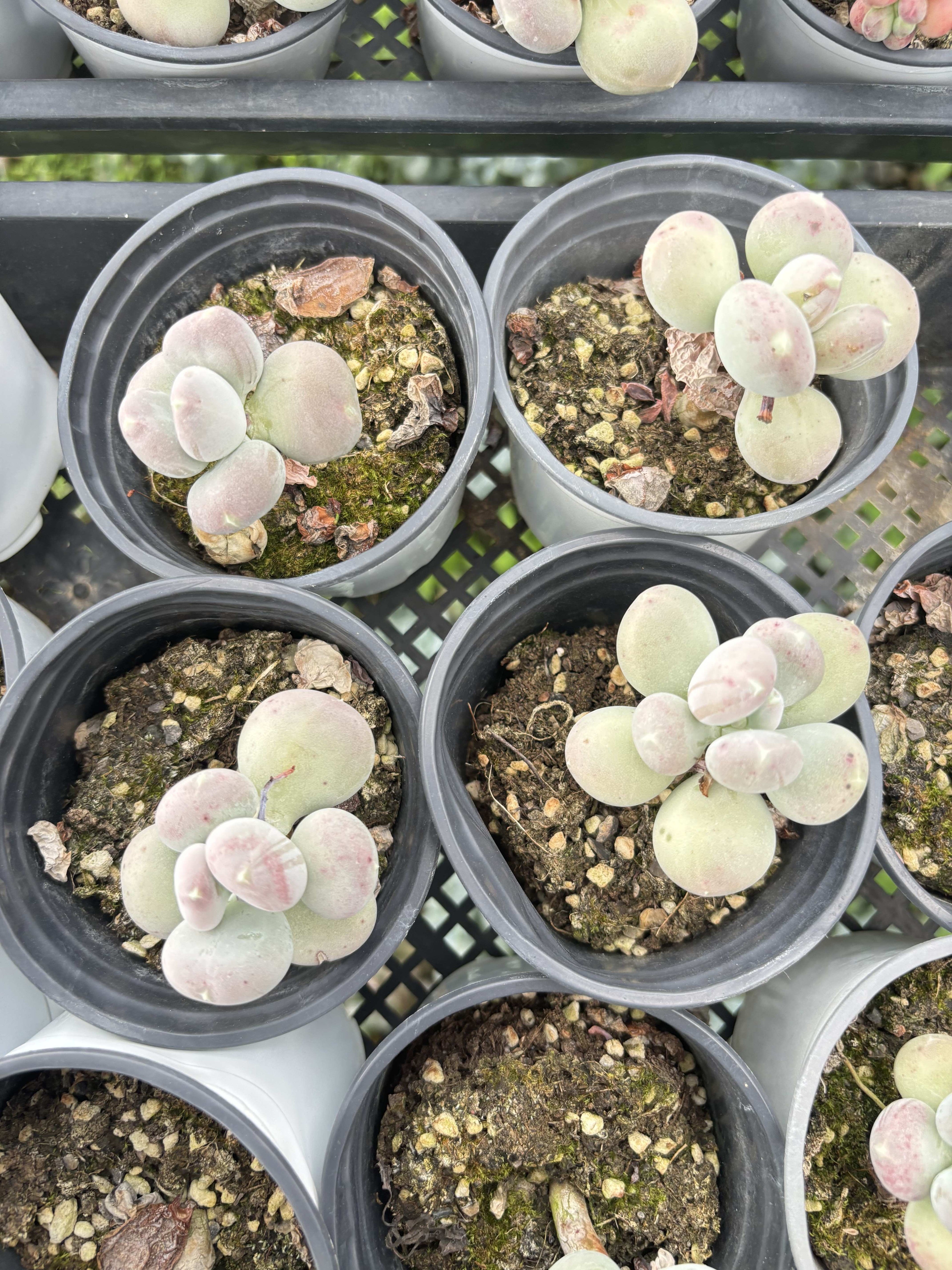 E059 チーズ エケベリア