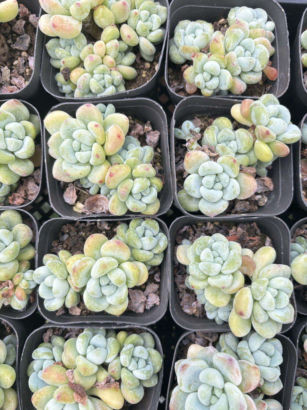 E060 クラバタム エケベリア