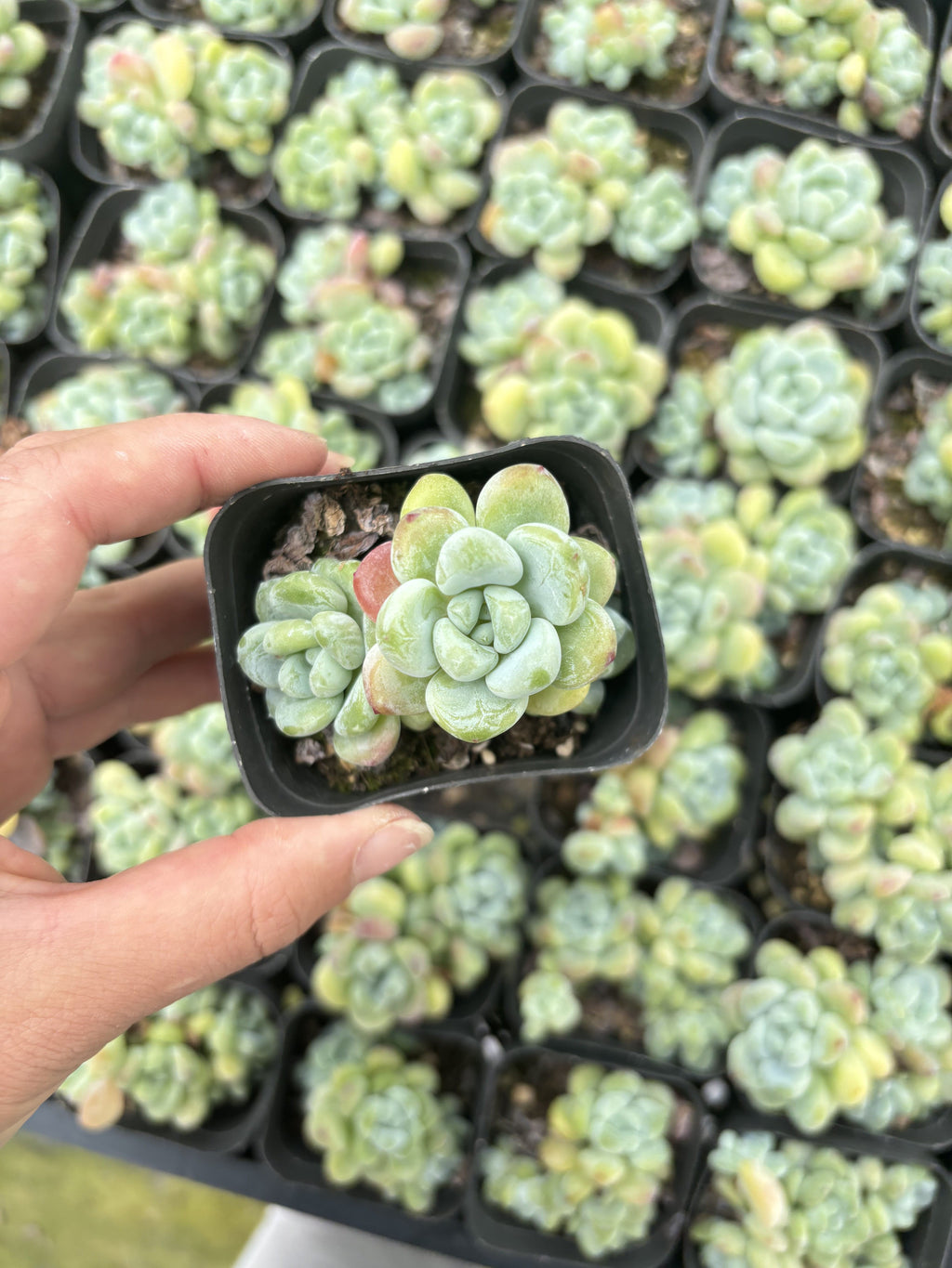 E060 クラバタム エケベリア