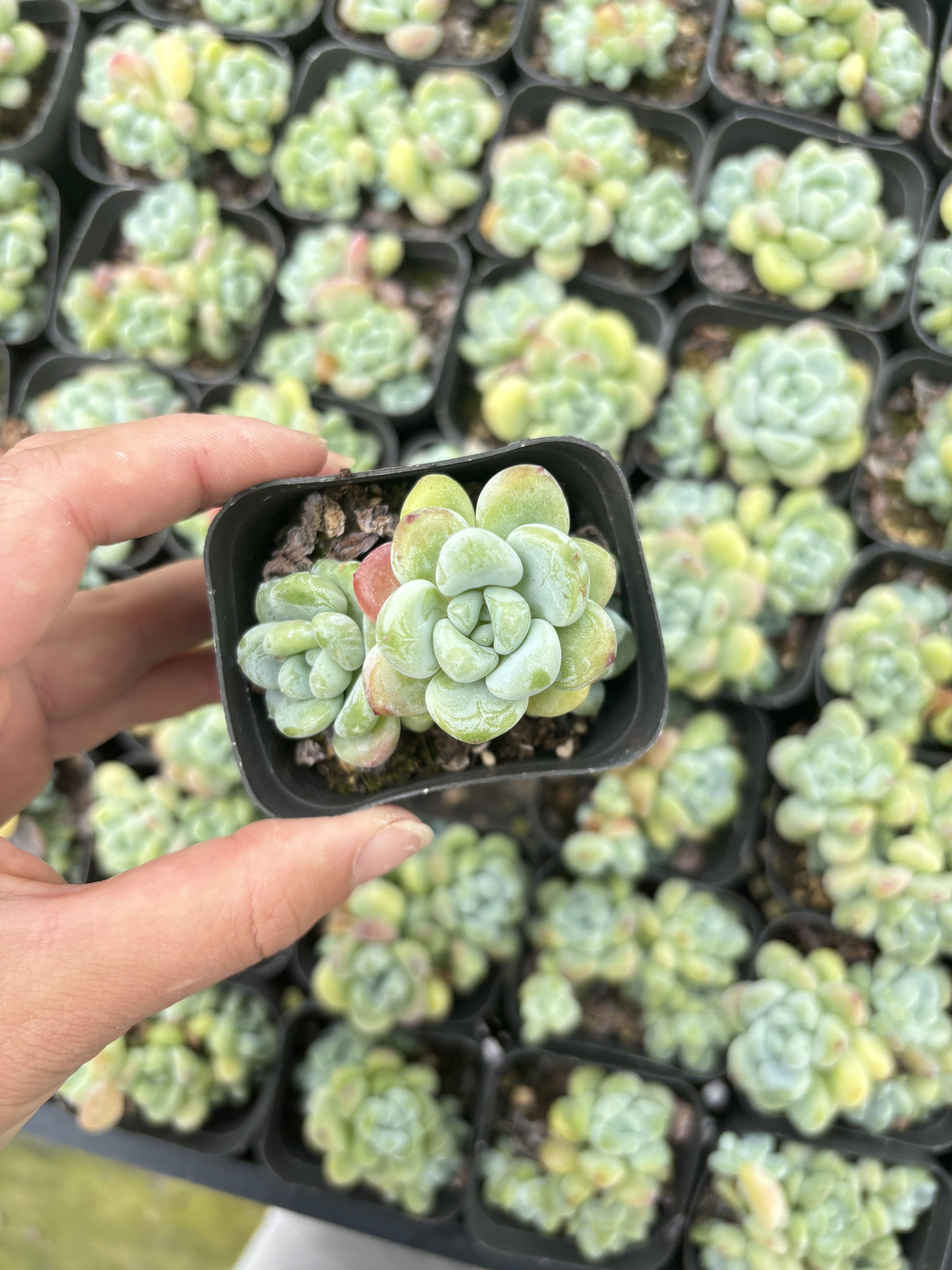 E060 クラバタム エケベリア