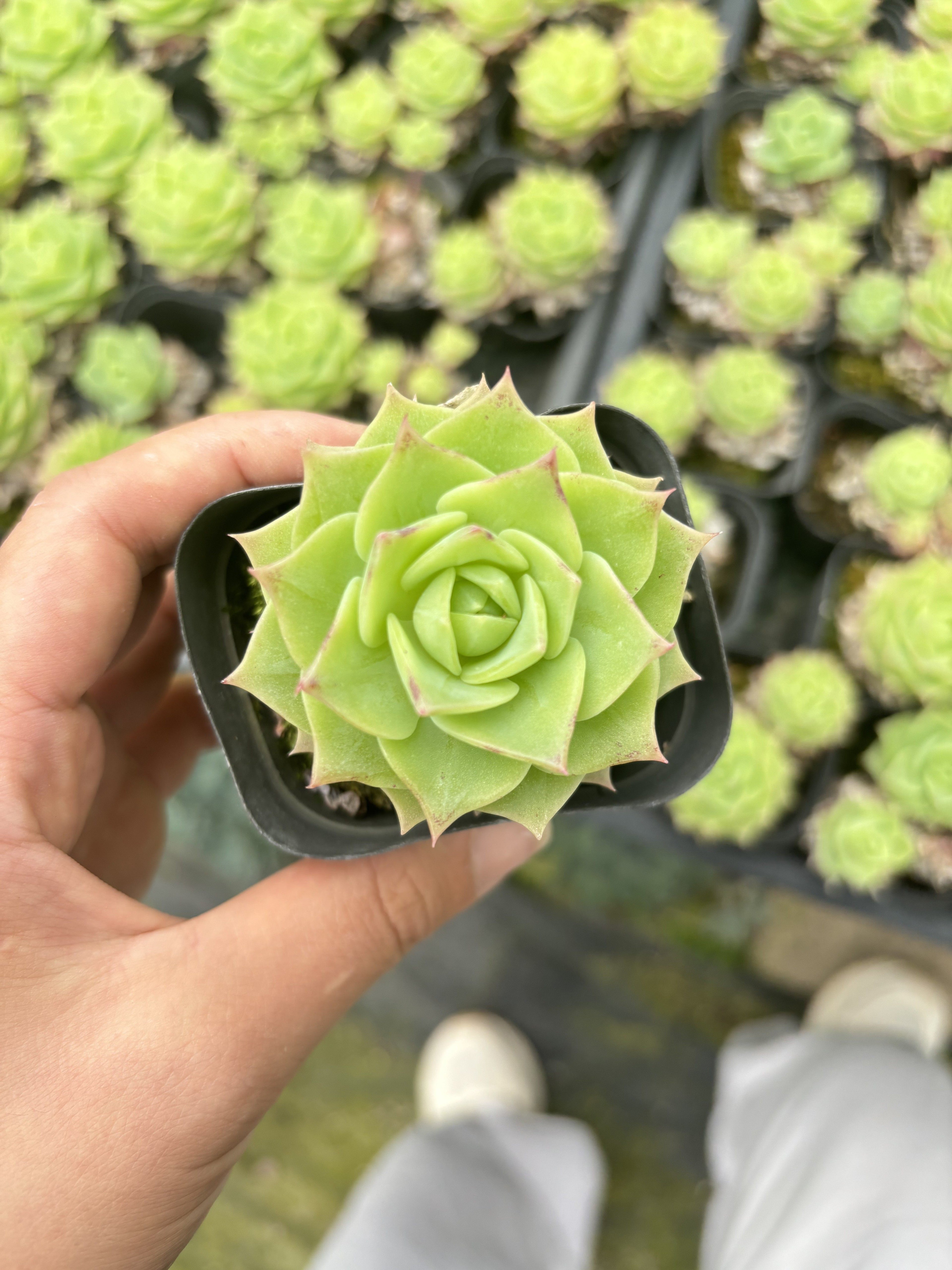 E061 ジェイダイド  エケベリア