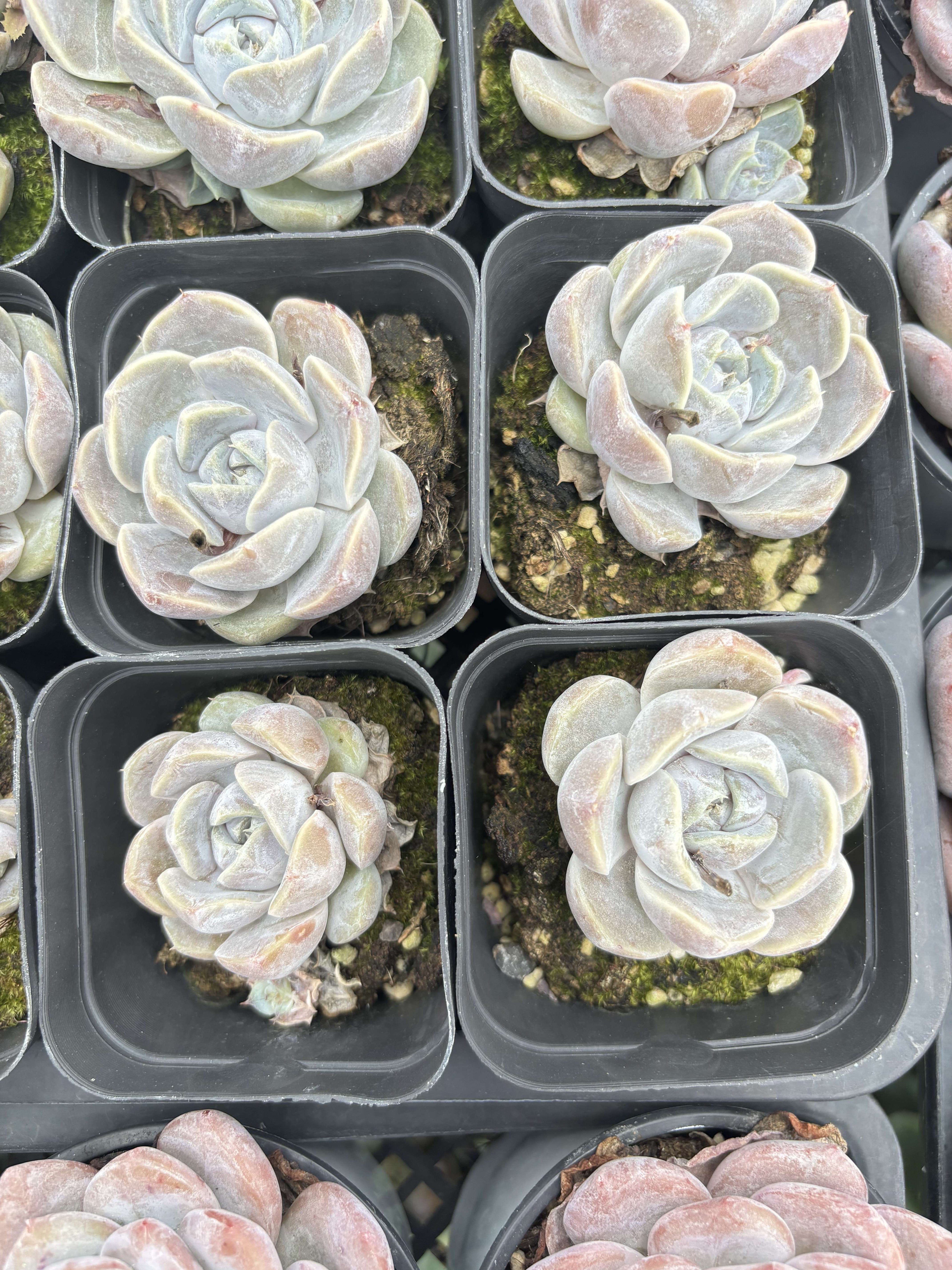 E063 バーガー  エケベリア