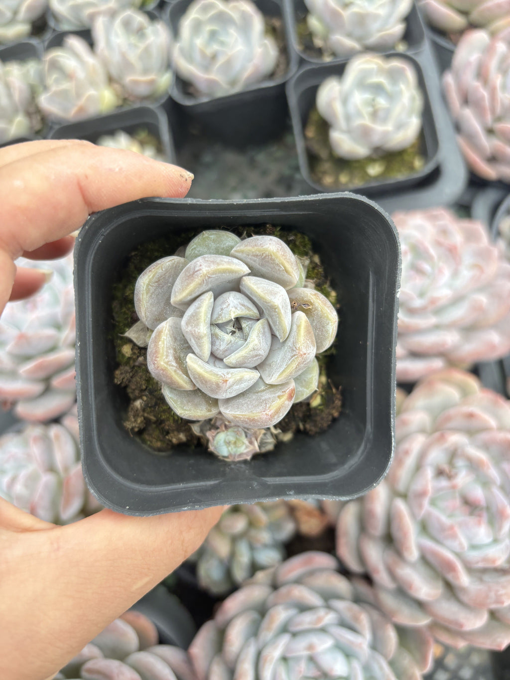 E063 バーガー  エケベリア