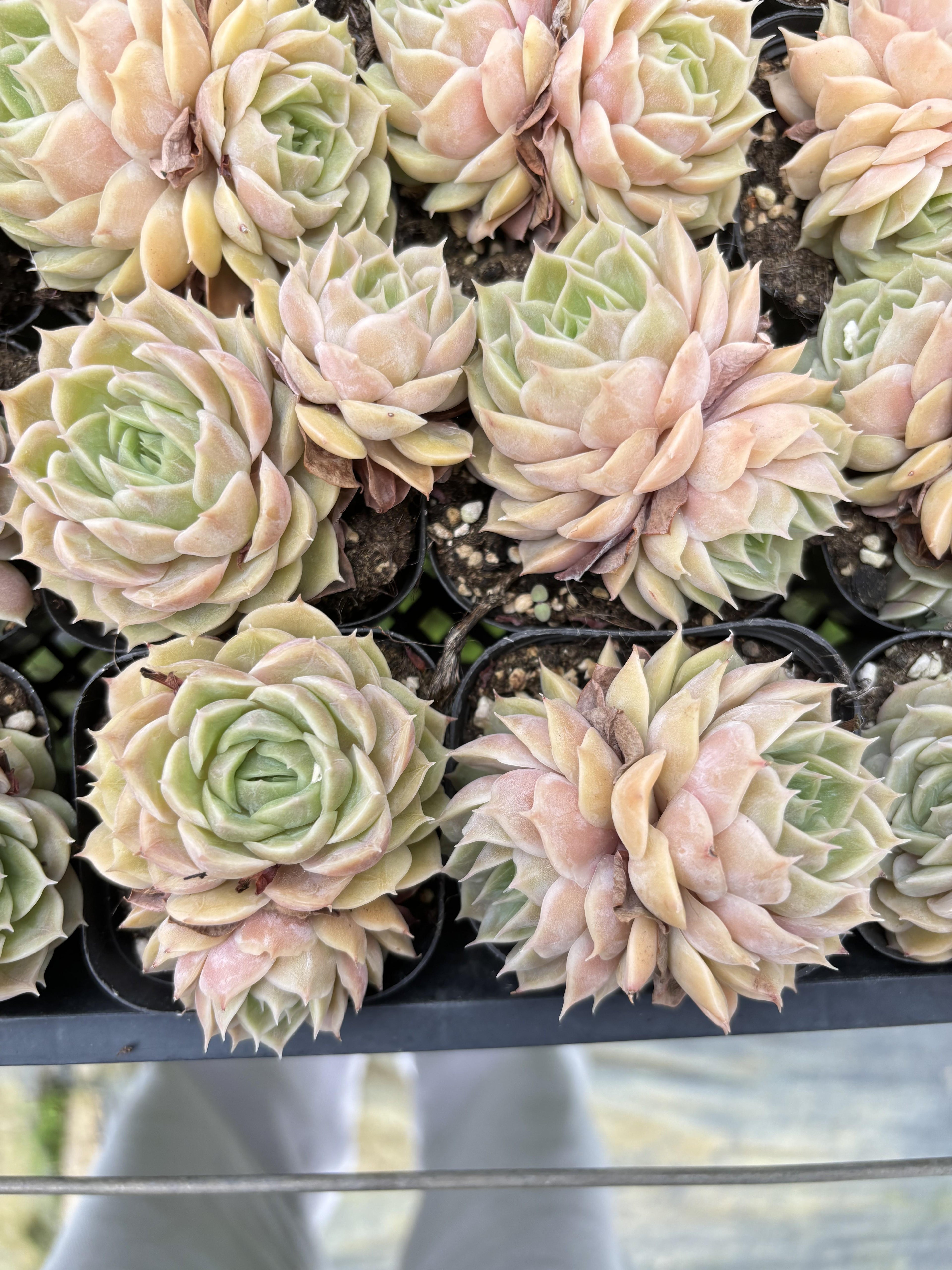 E067 オンズロー  エケベリア