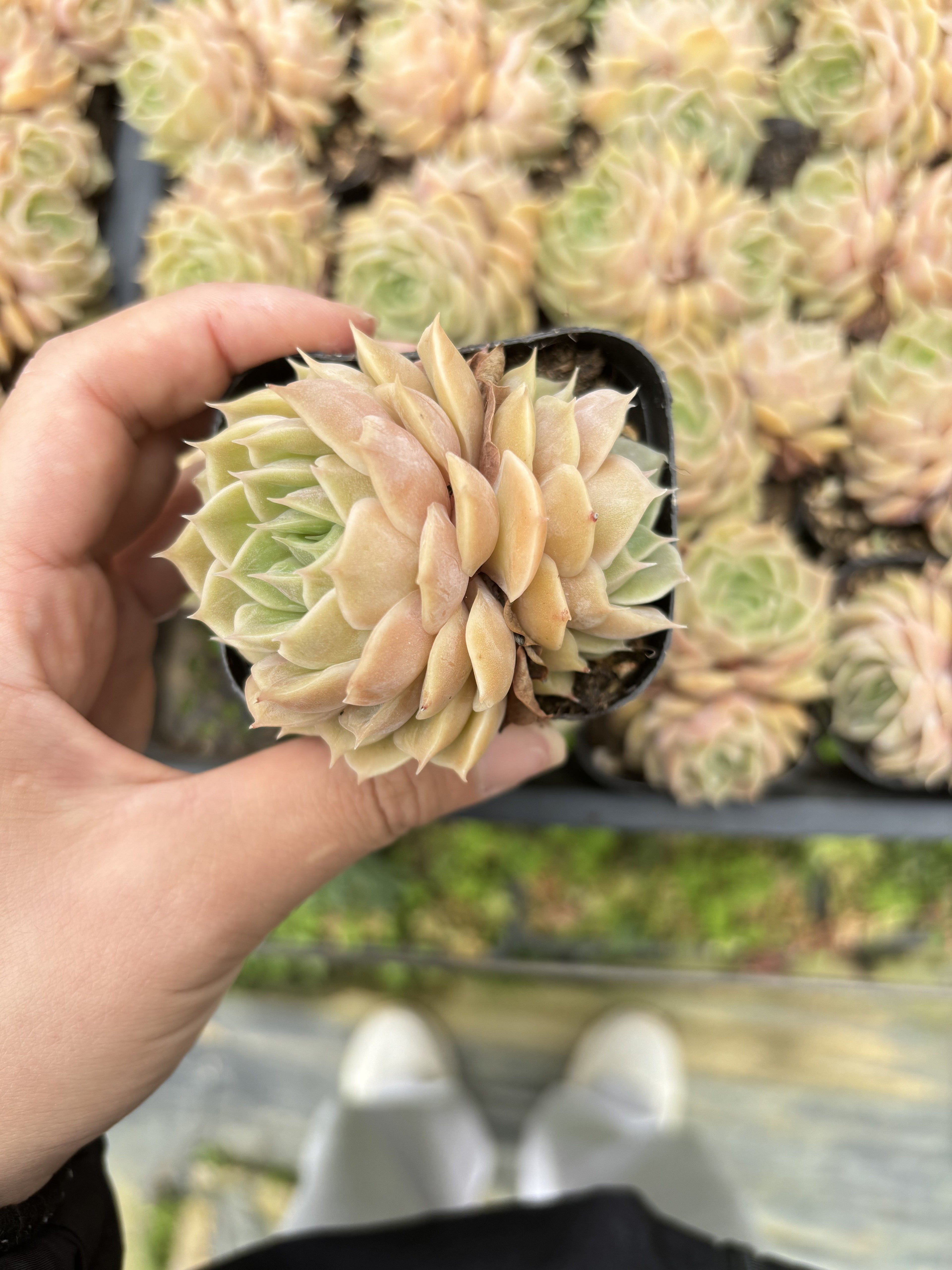 E067 オンズロー  エケベリア