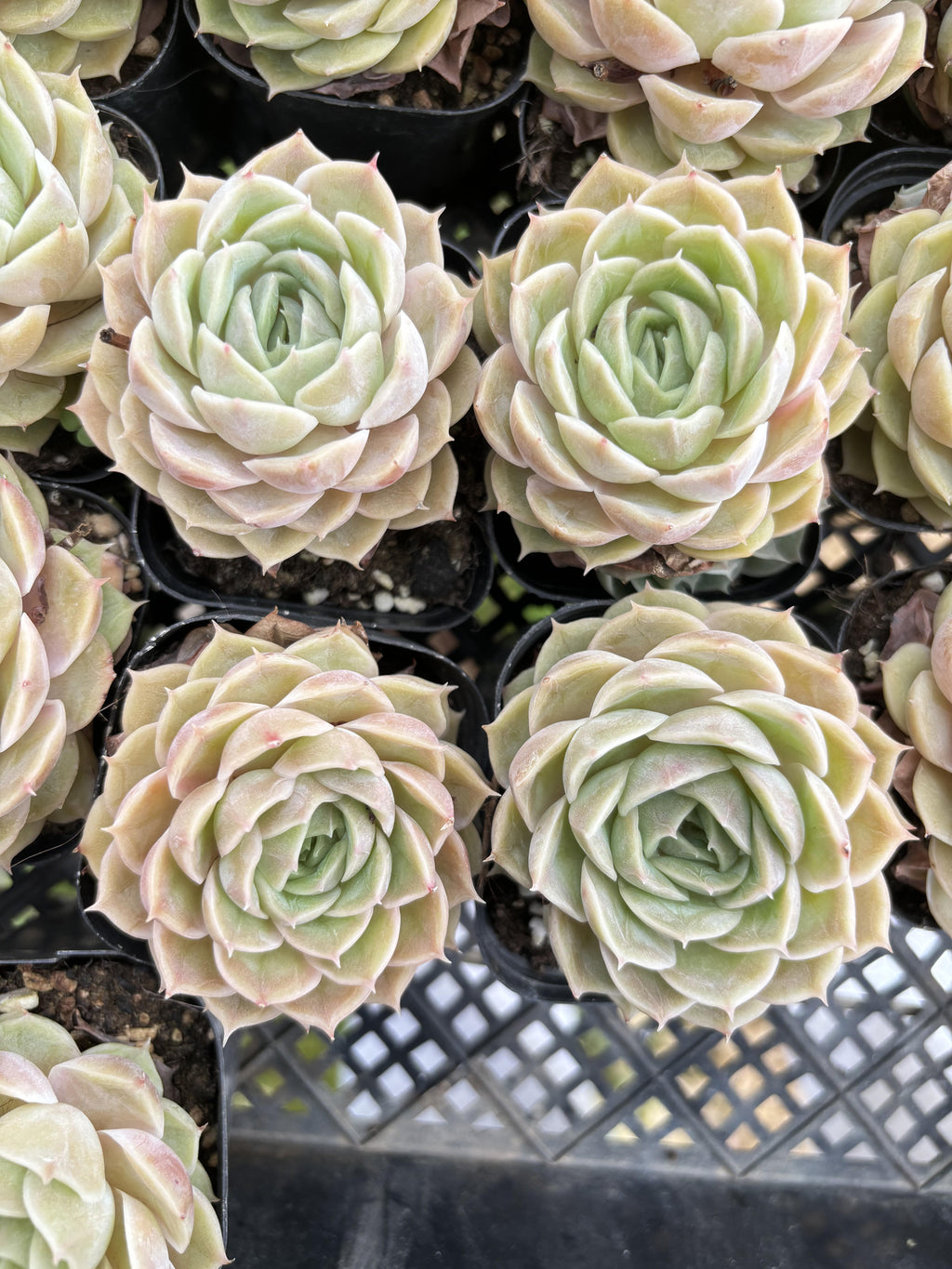 E070 オンズロー  エケベリア