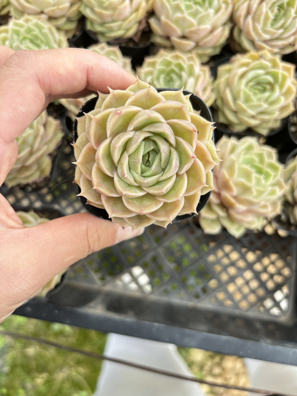 E070 オンズロー  エケベリア