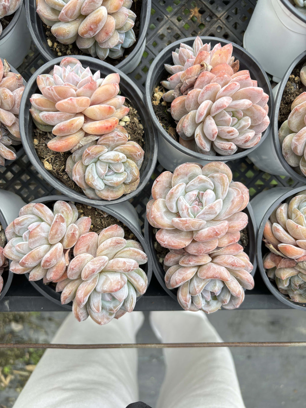 E072 オレンジ・モンロー  エケベリア