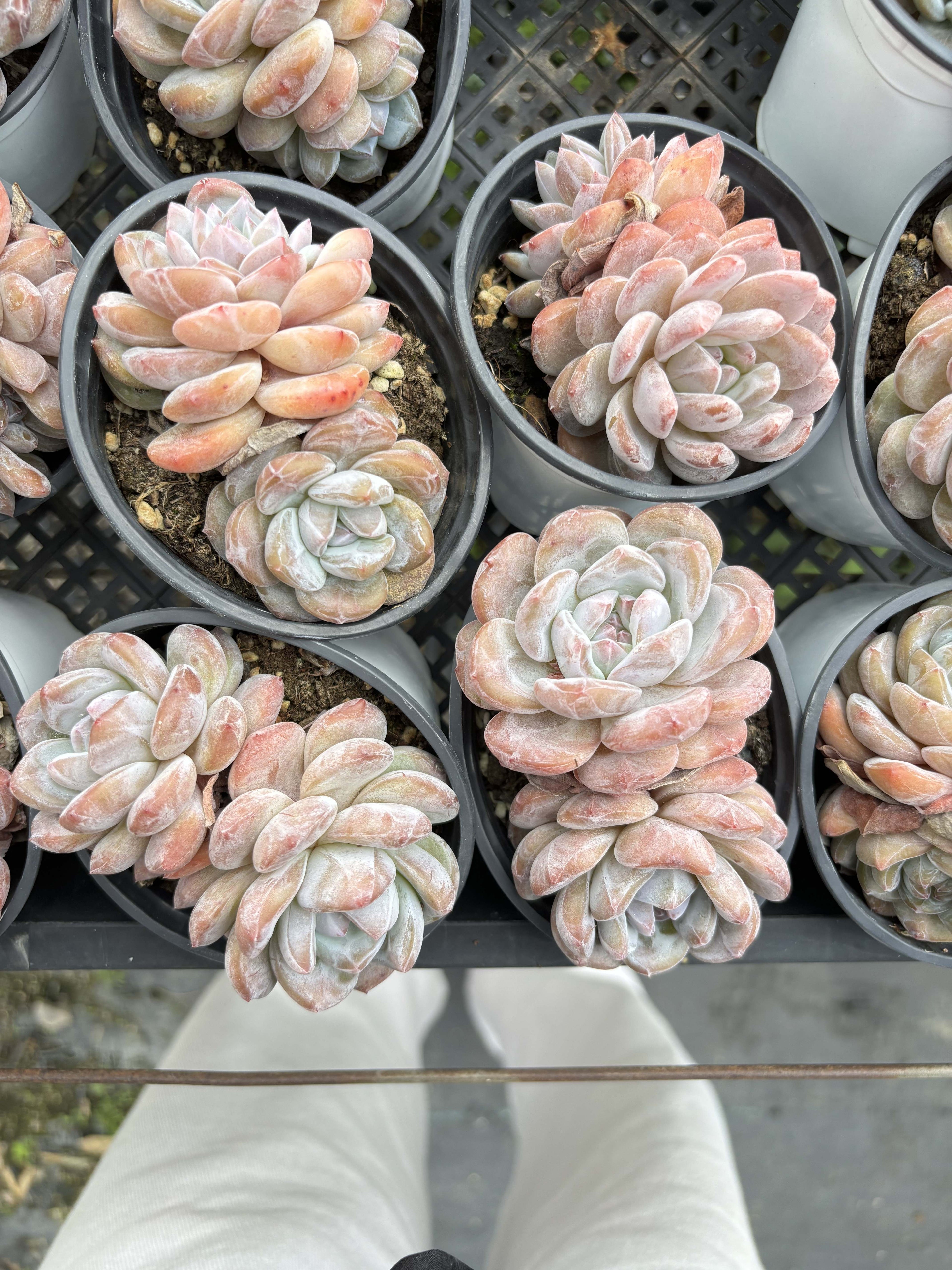 E072 オレンジ・モンロー  エケベリア