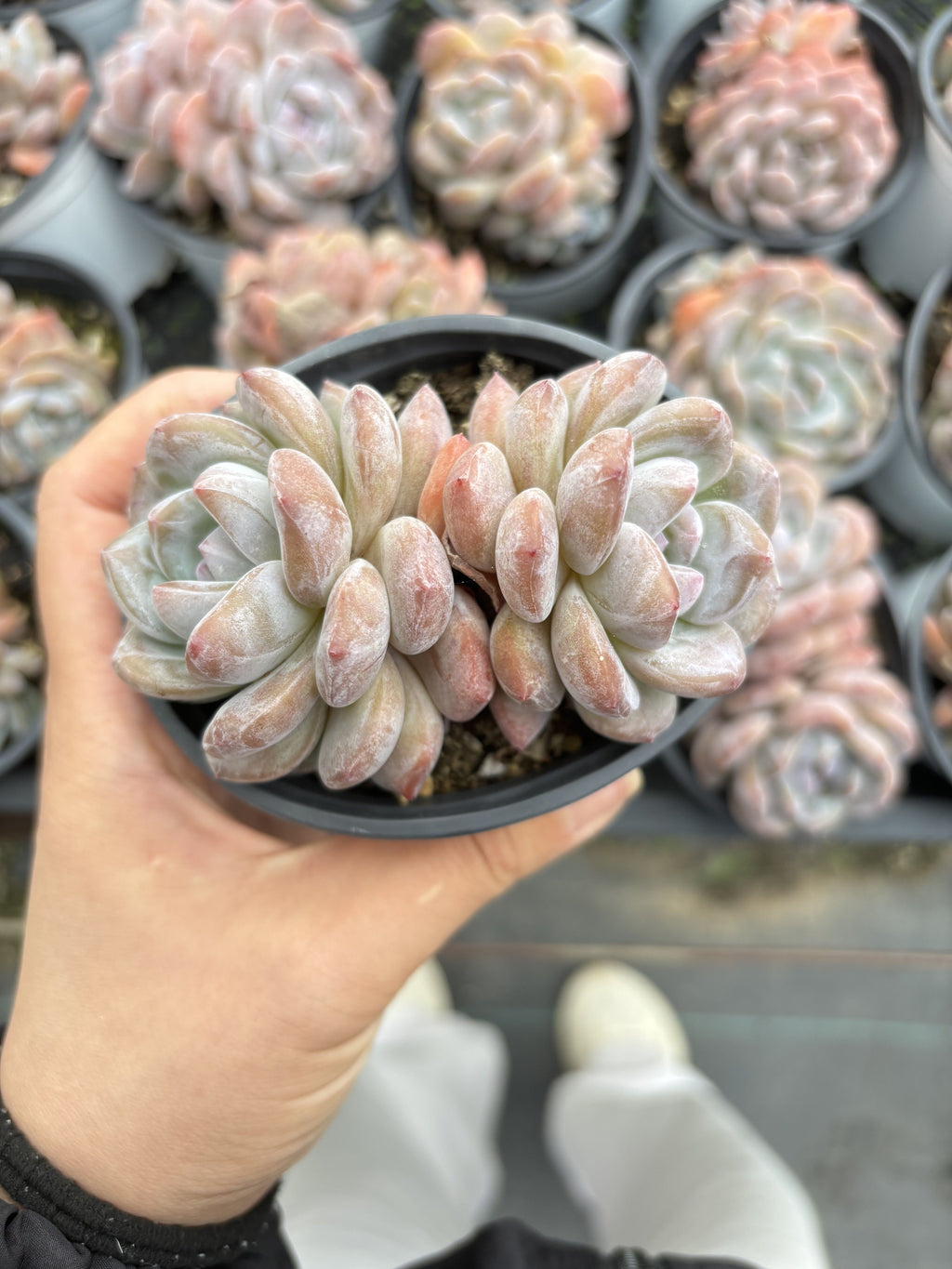 E072 オレンジ・モンロー  エケベリア