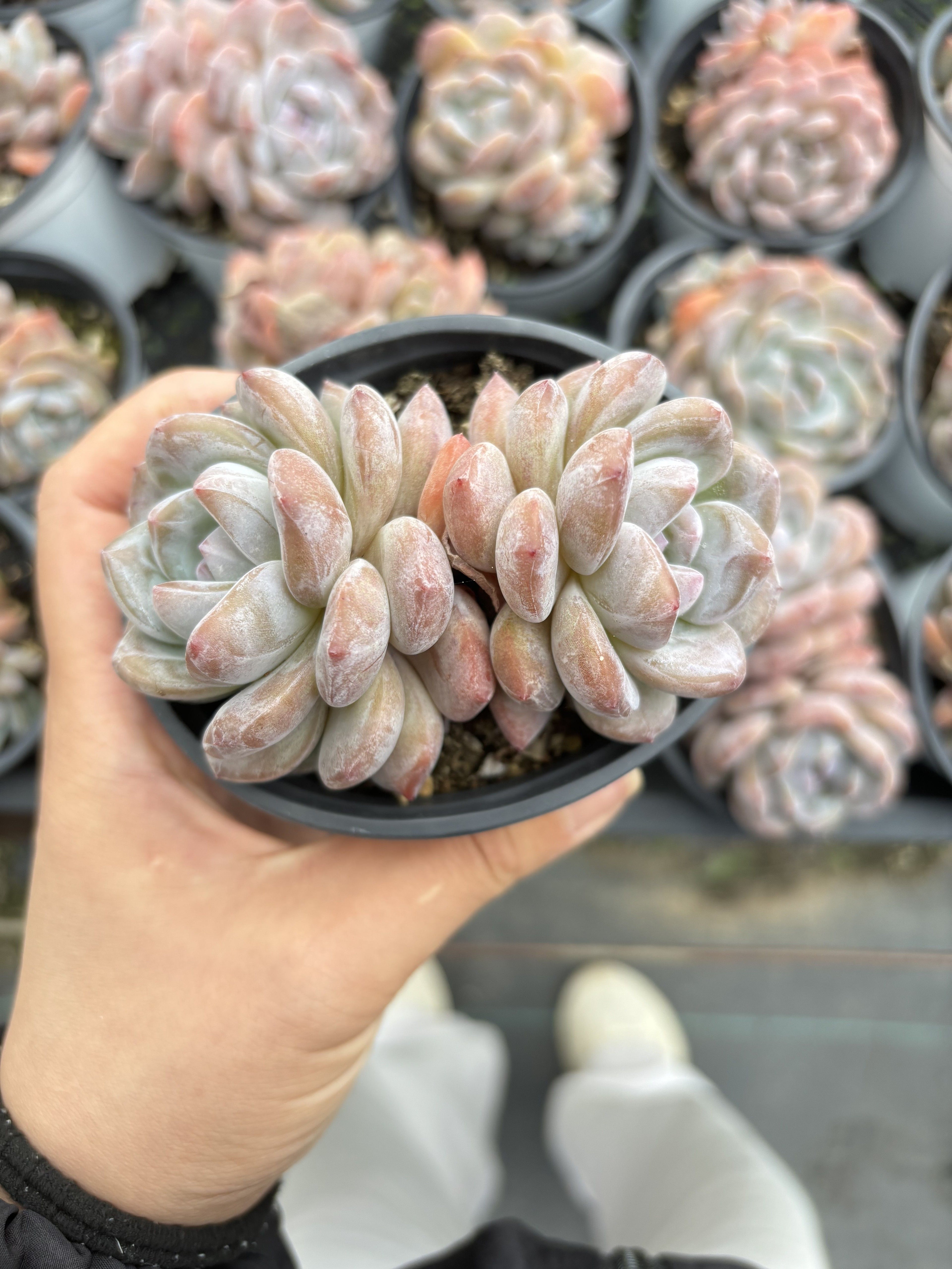 E072 オレンジ・モンロー  エケベリア