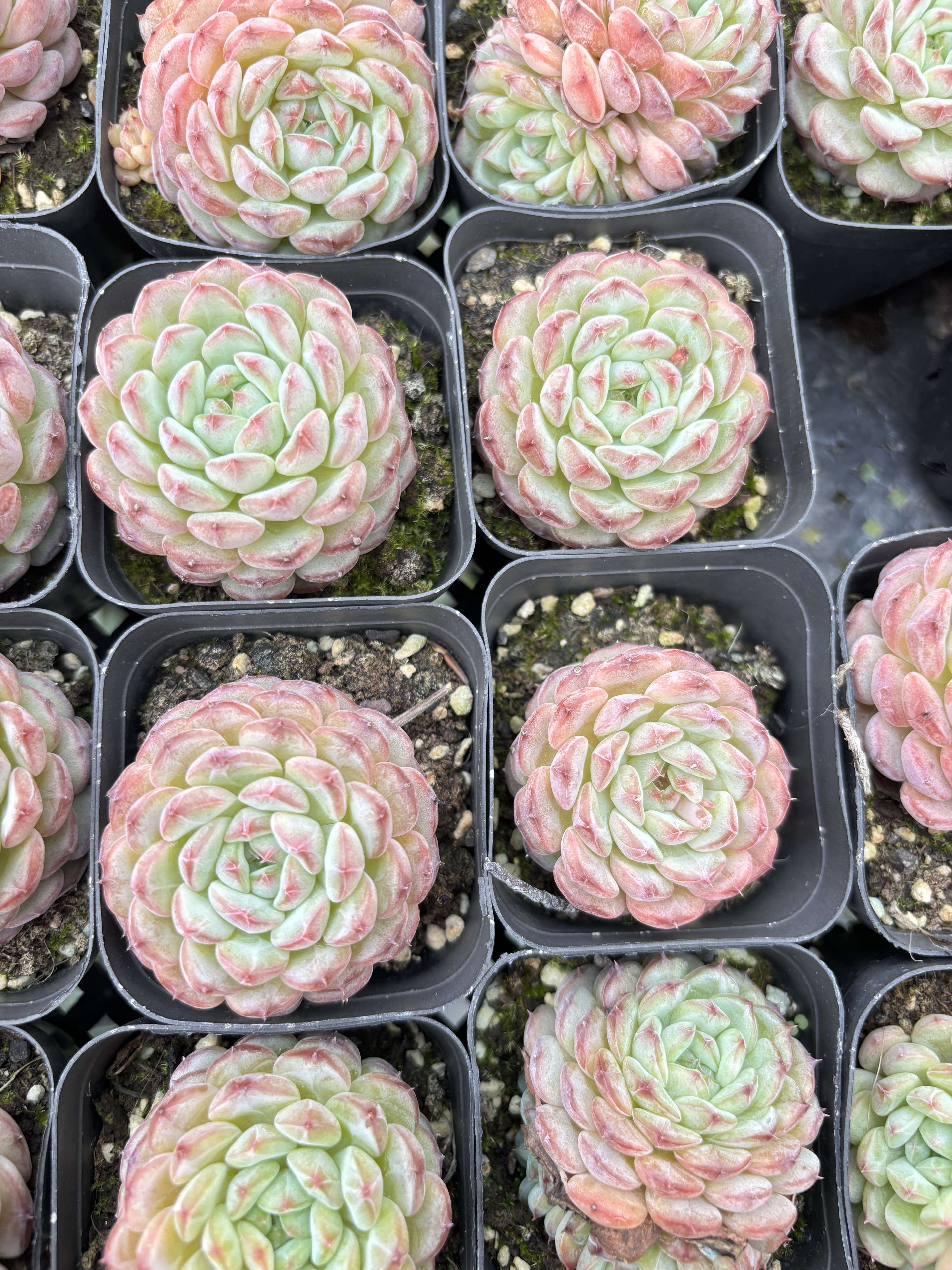 E073 ホワイトファット エケベリア