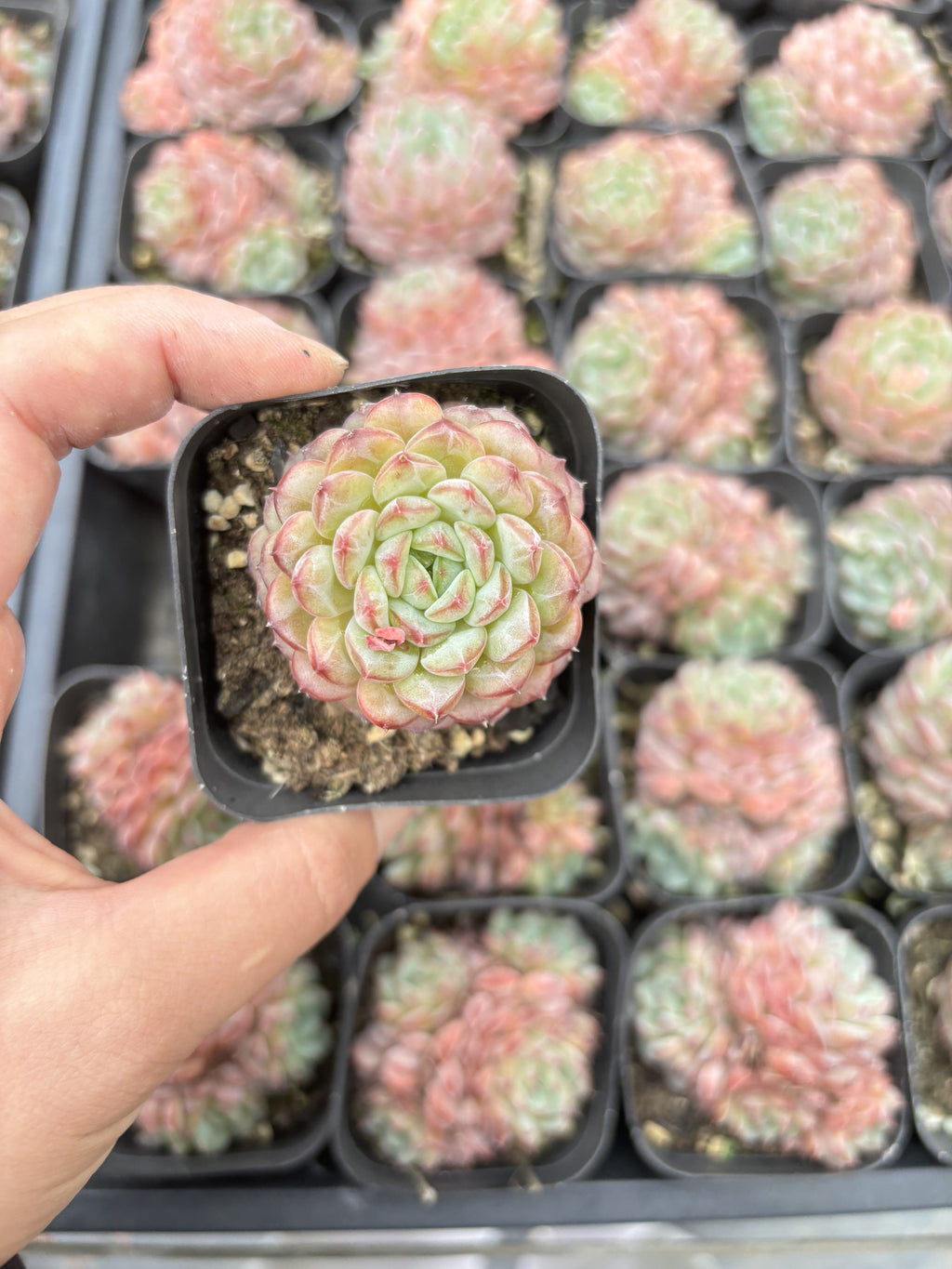 E073 ホワイトファット エケベリア