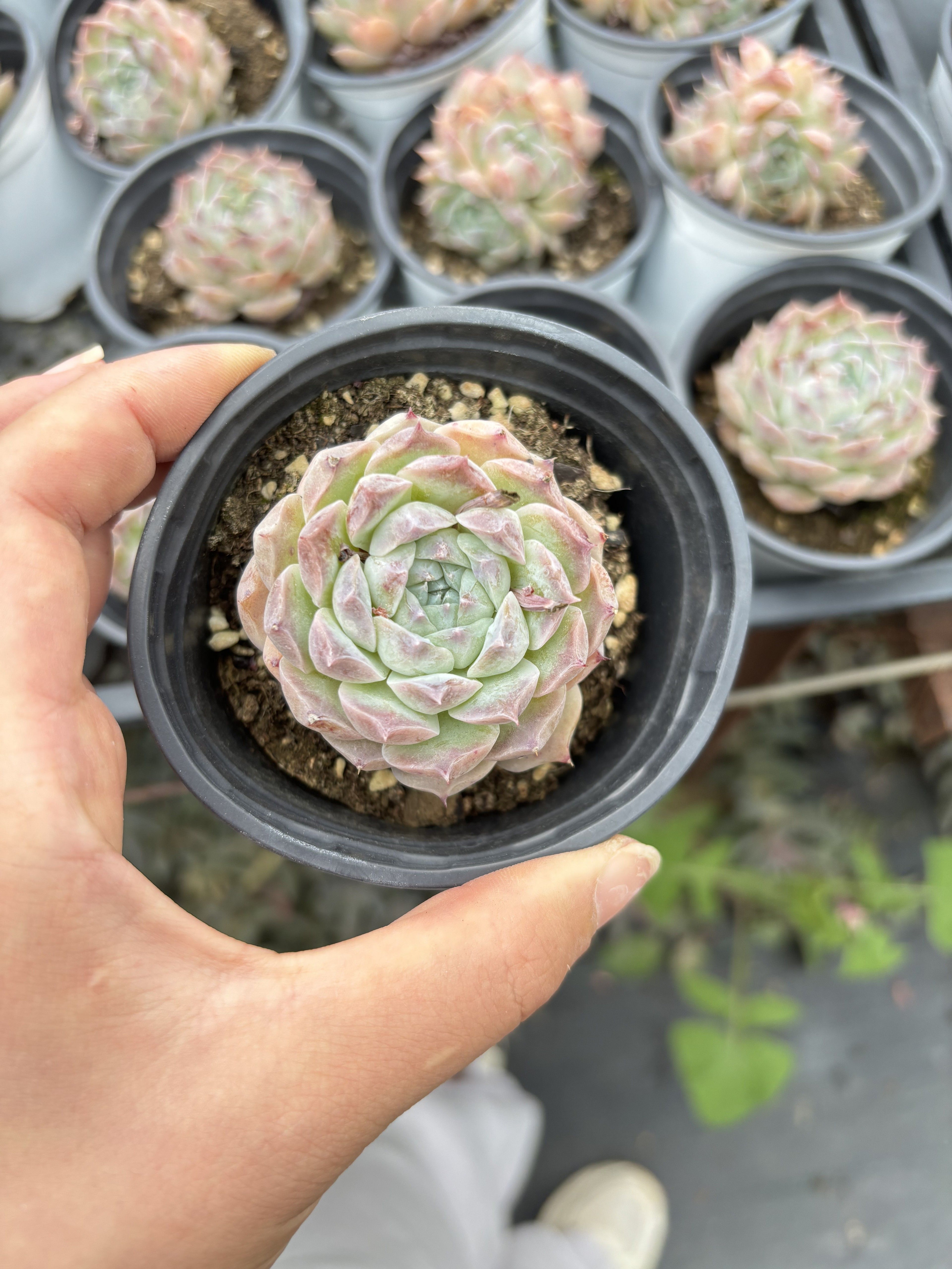 E080 ポセイドン エケベリア