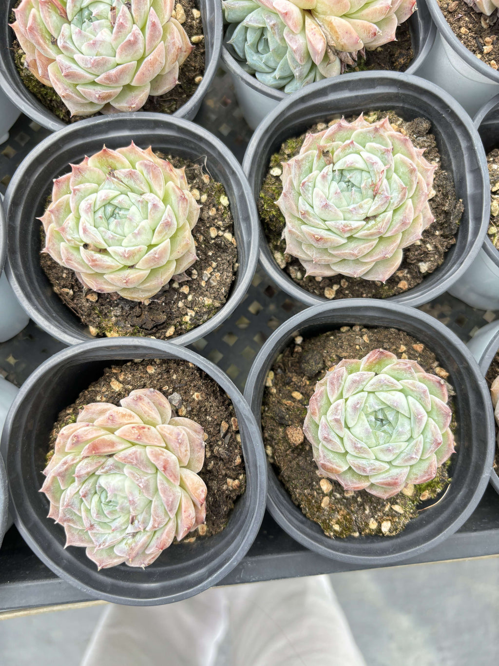 E080 ポセイドン エケベリア