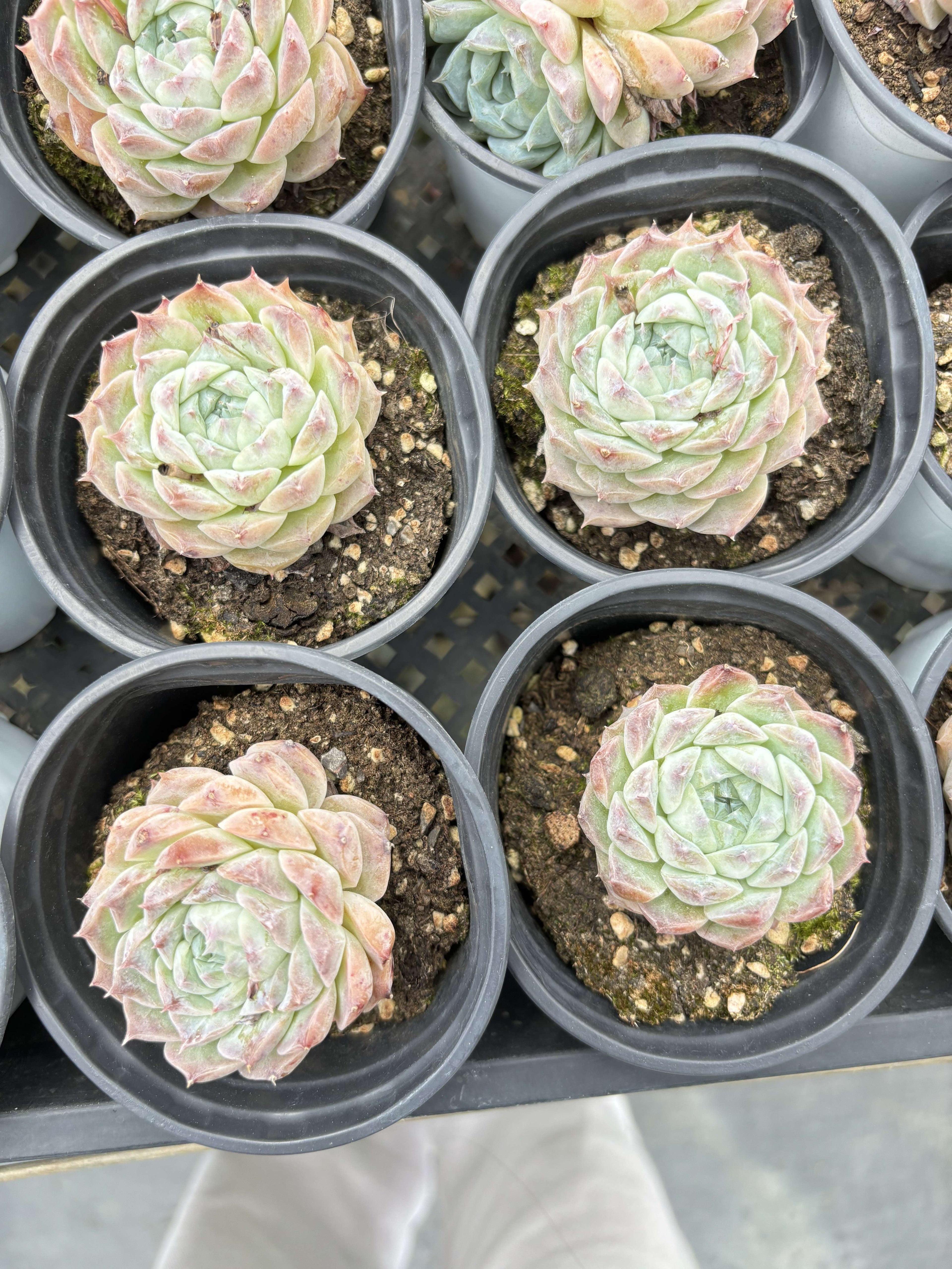 E080 ポセイドン エケベリア