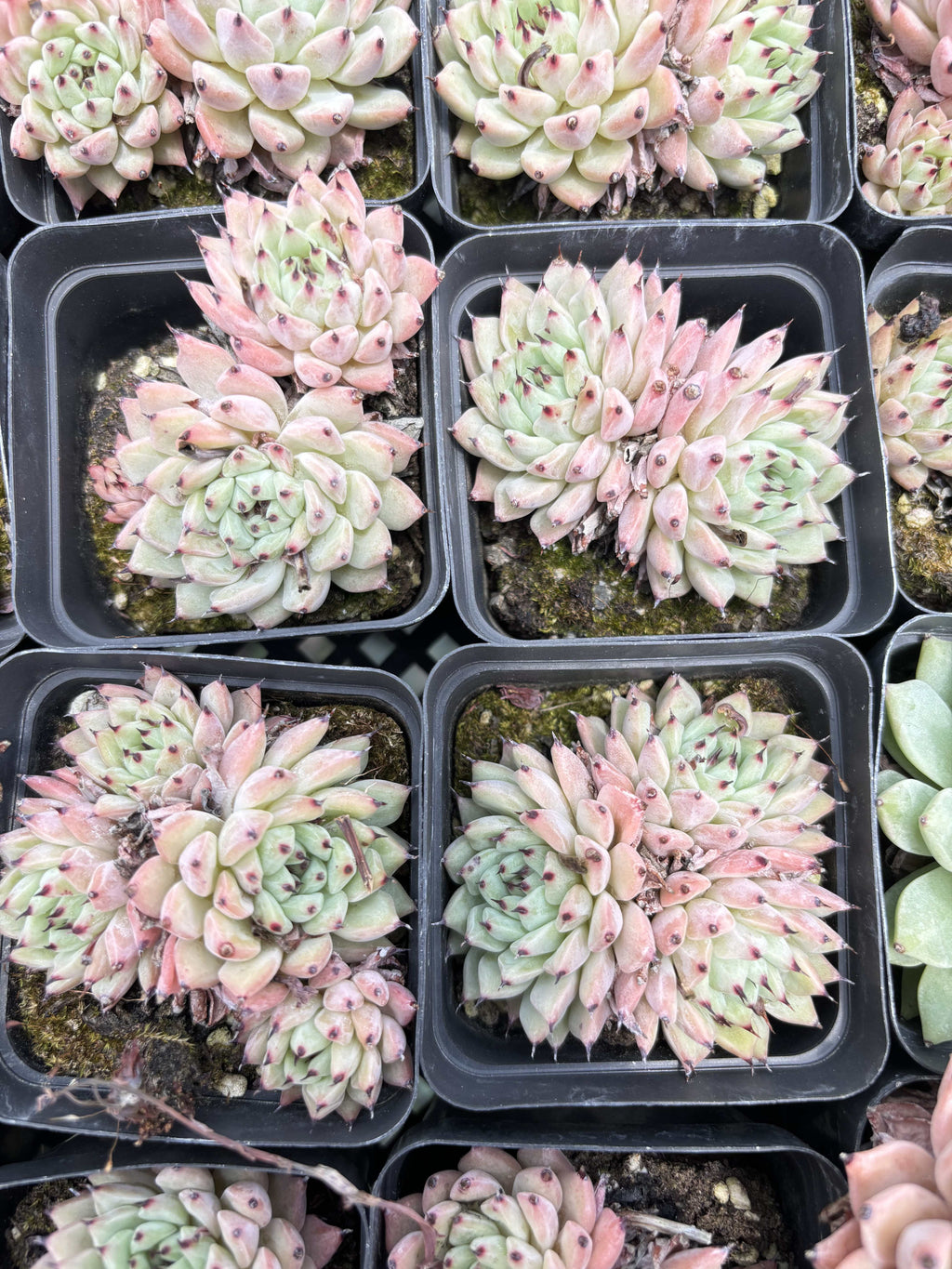 E085 オリジナルサラゴサ エケベリア