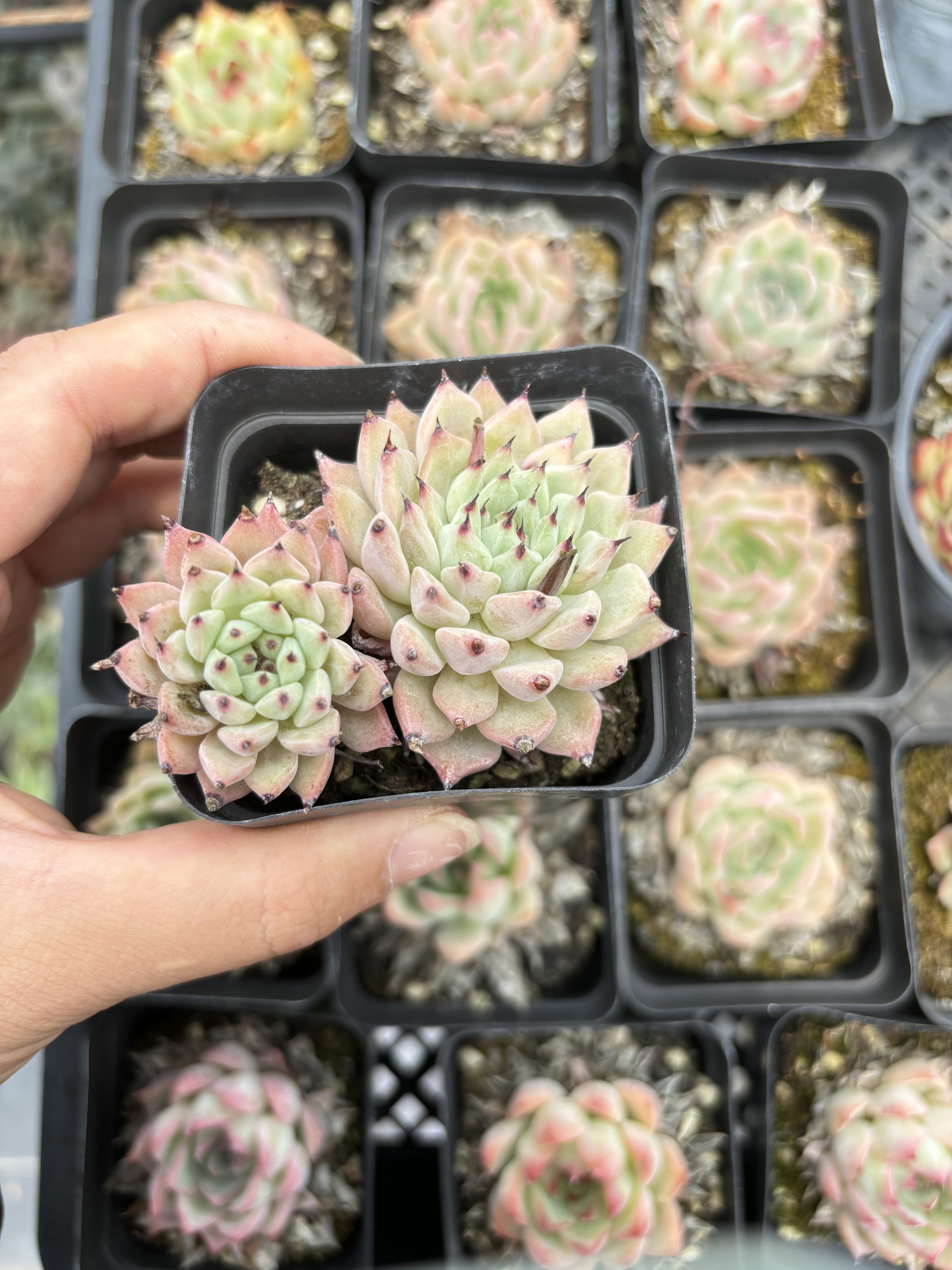 E085 オリジナルサラゴサ エケベリア